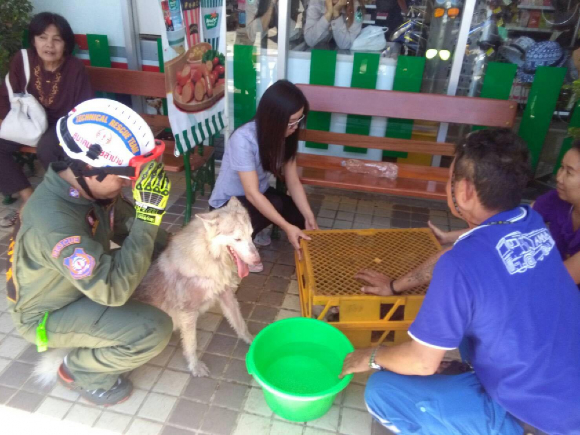 Pets rescued from locked car in Lampang