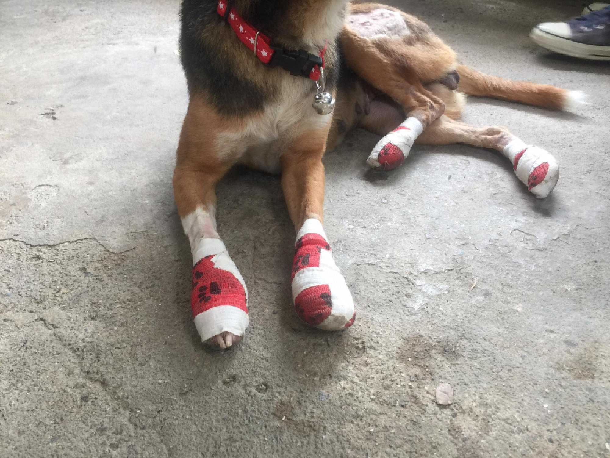 Man arrested for dragging dog behind speeding bike