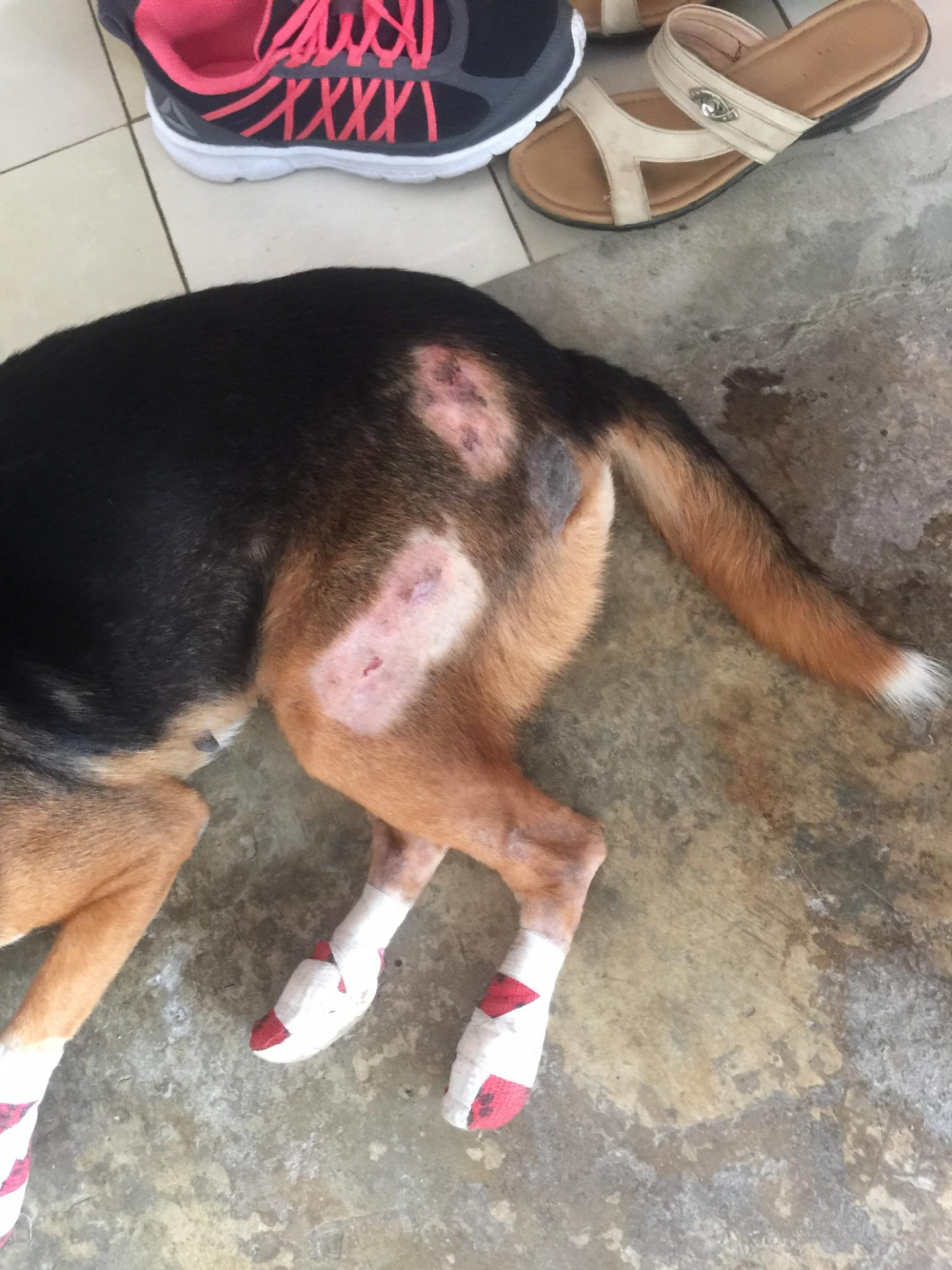 Man arrested for dragging dog behind speeding bike