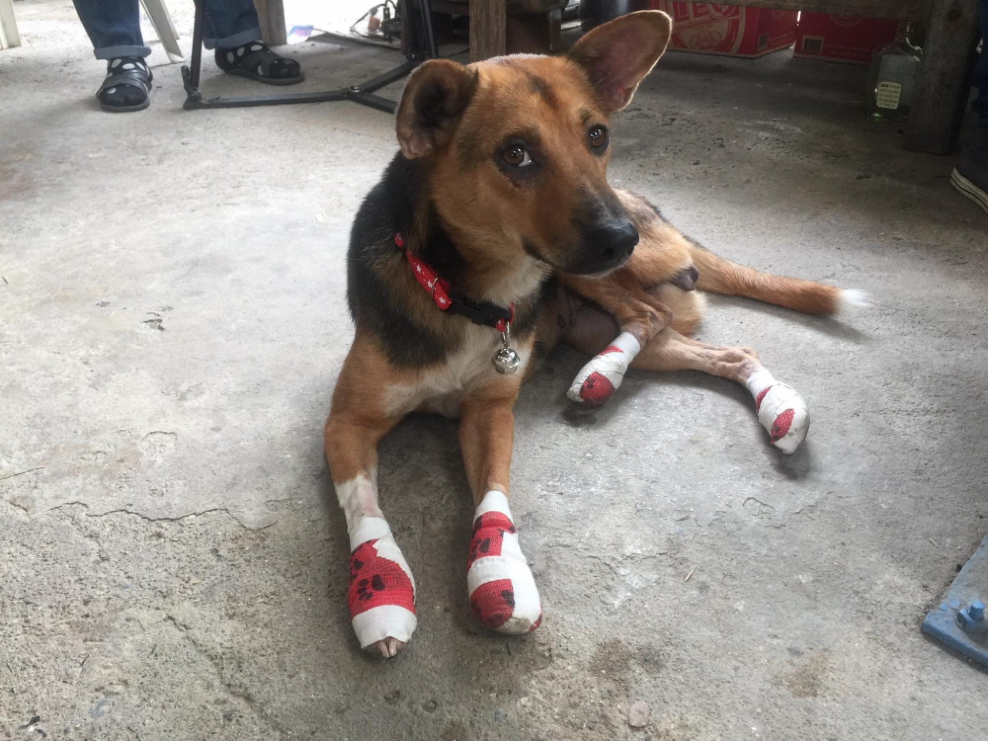 Man arrested for dragging dog behind speeding bike