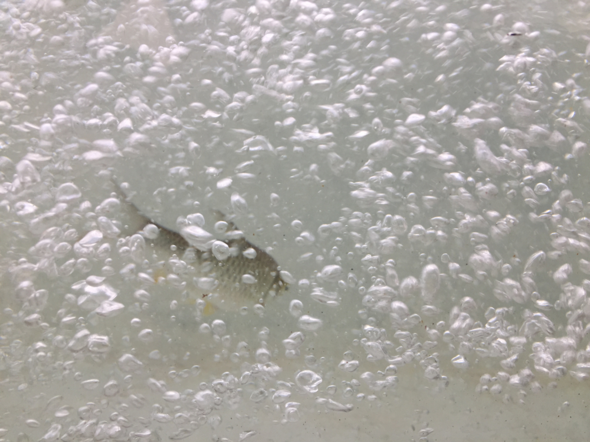 Dispute over fish ladders to save species