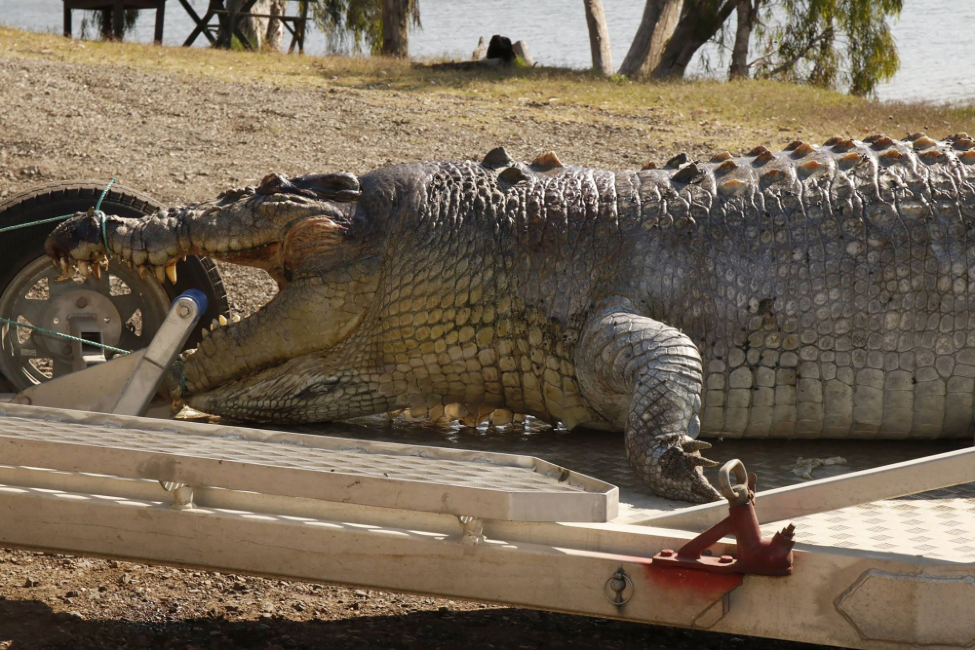Australian police hunt killer of giant crocodile