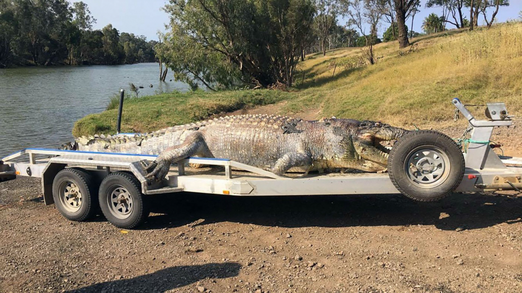 Australian police hunt killer of giant crocodile
