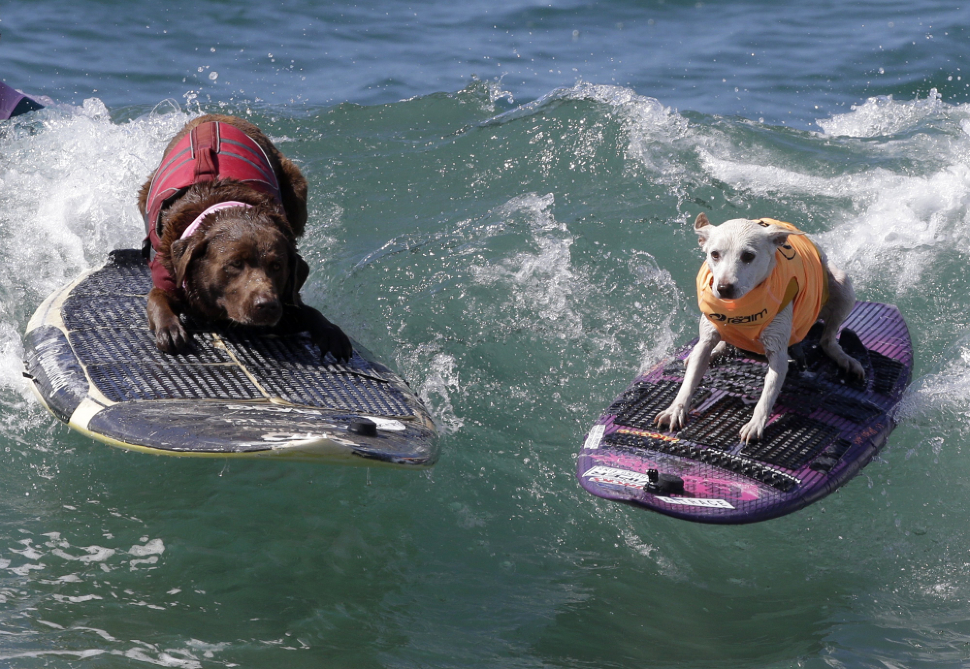 Surf City Surf Dog competition