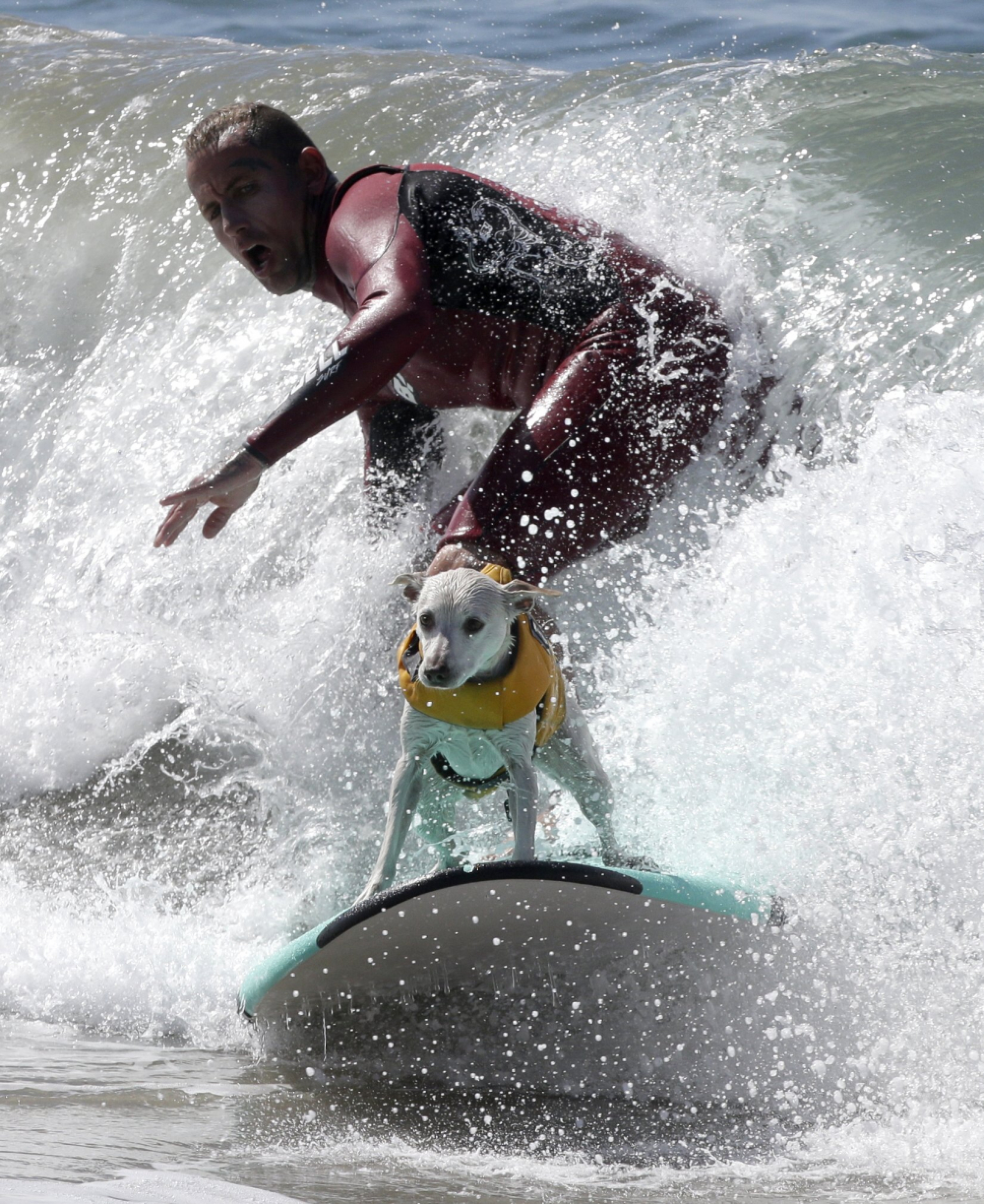 Surf City Surf Dog competition