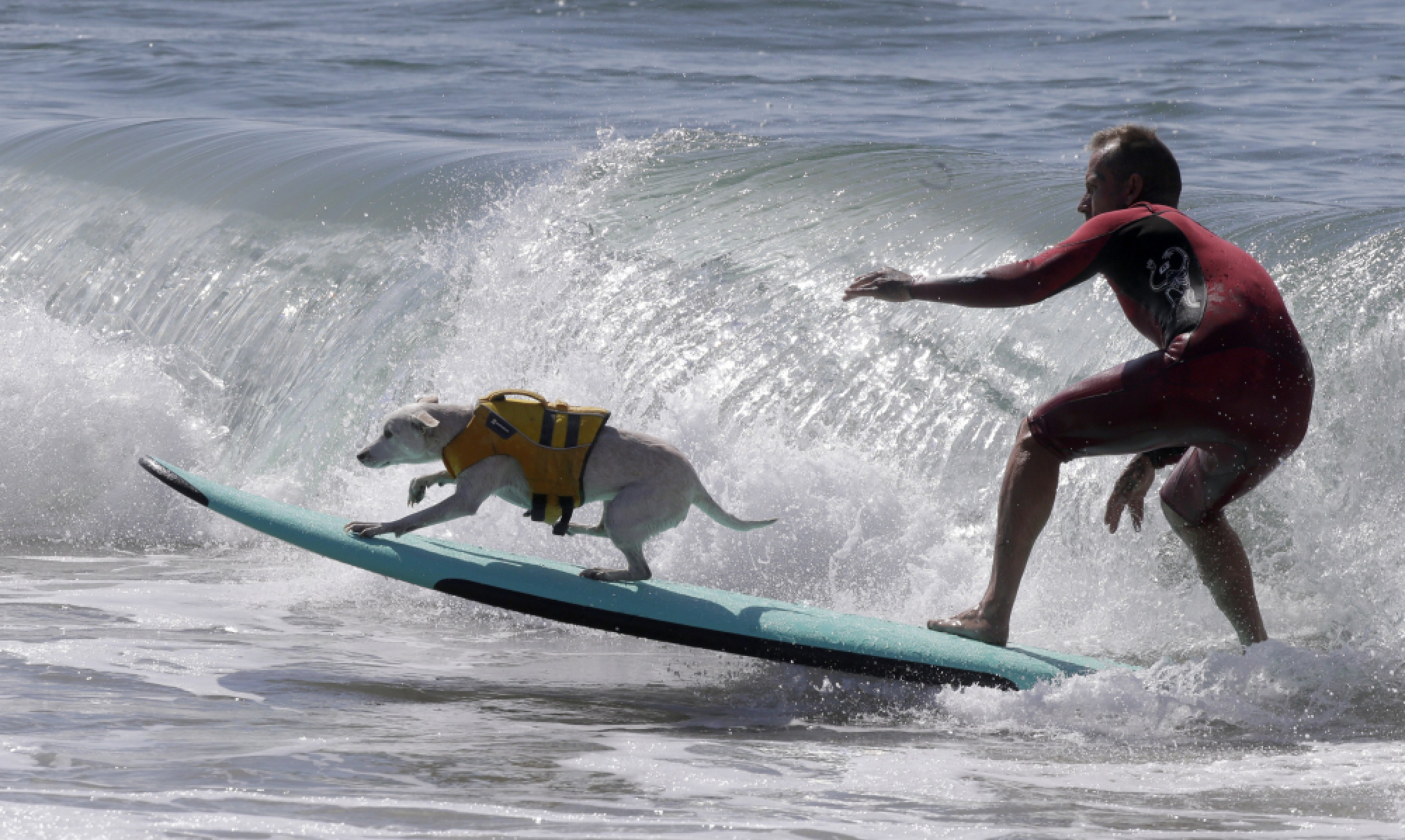 Surf City Surf Dog competition