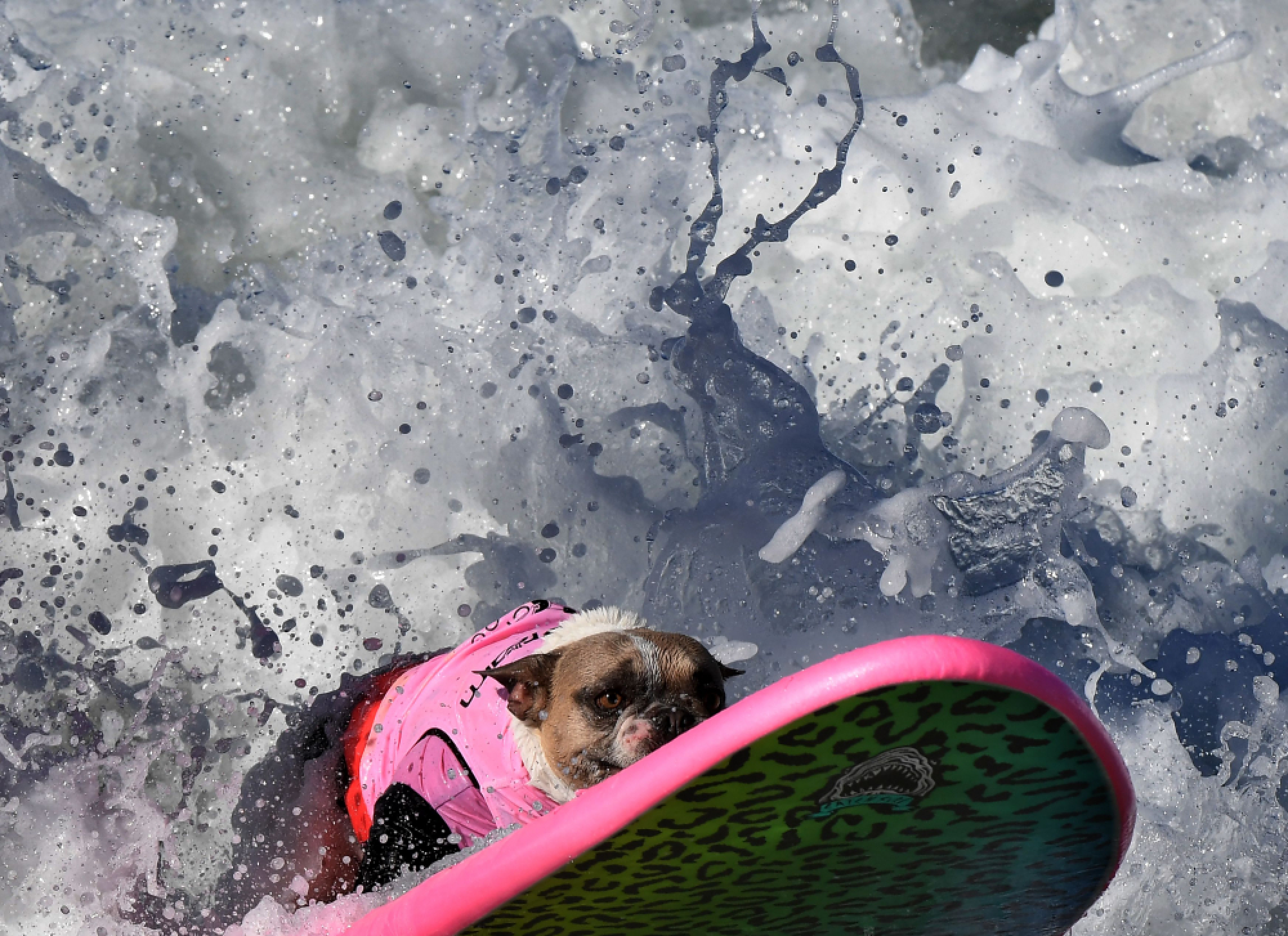 Surf City Surf Dog competition