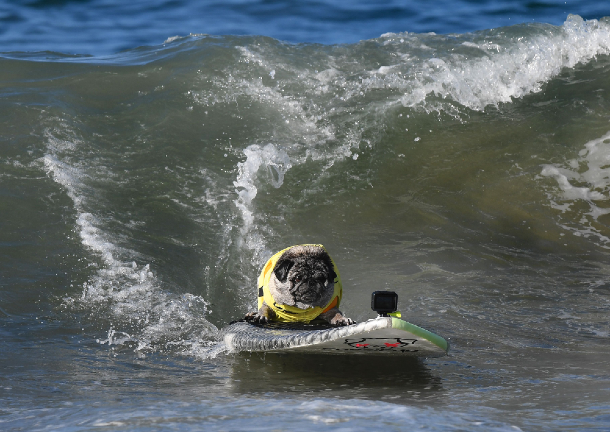 Surf City Surf Dog competition