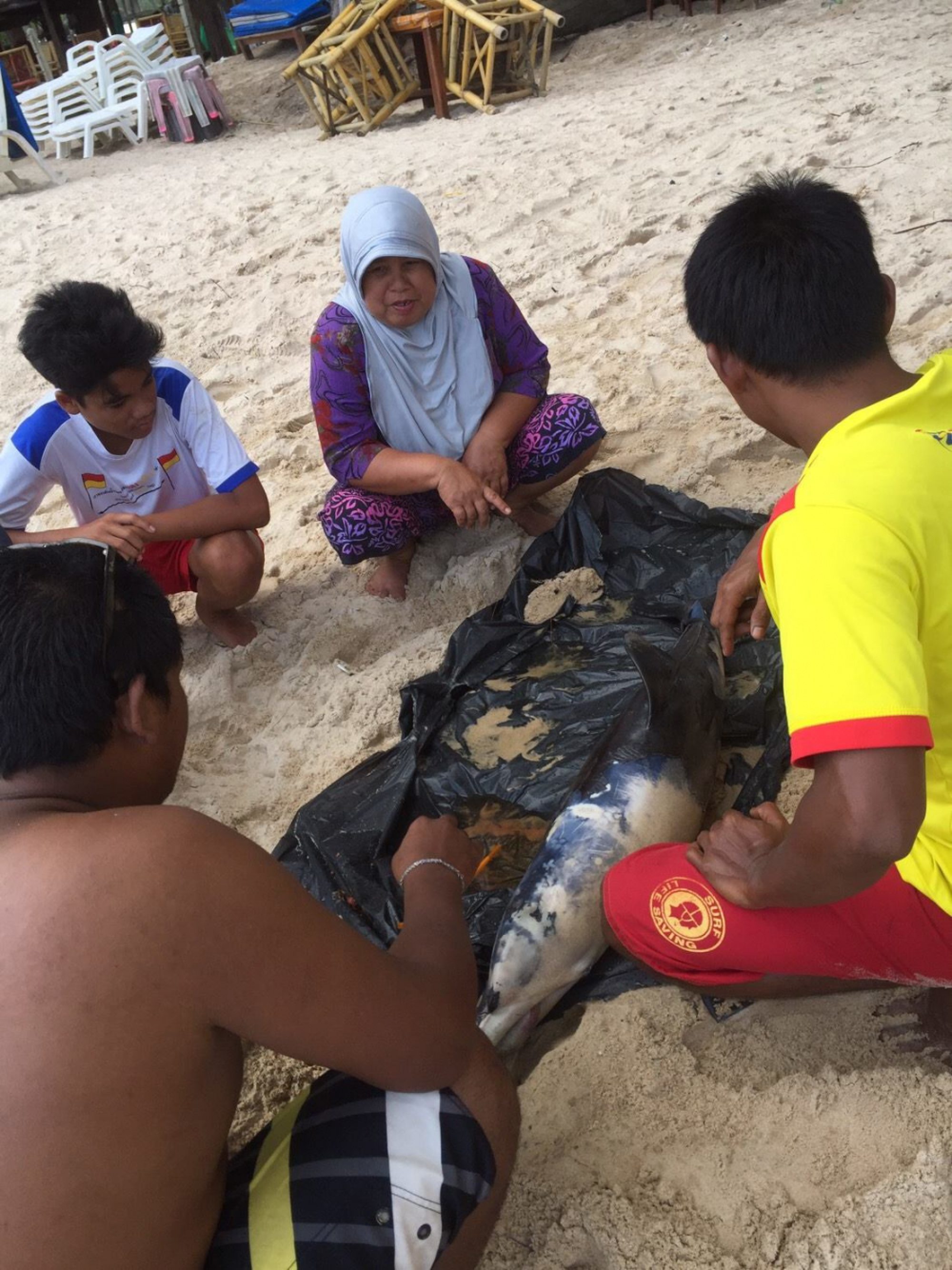 Dolphin found on Bang Tao beach