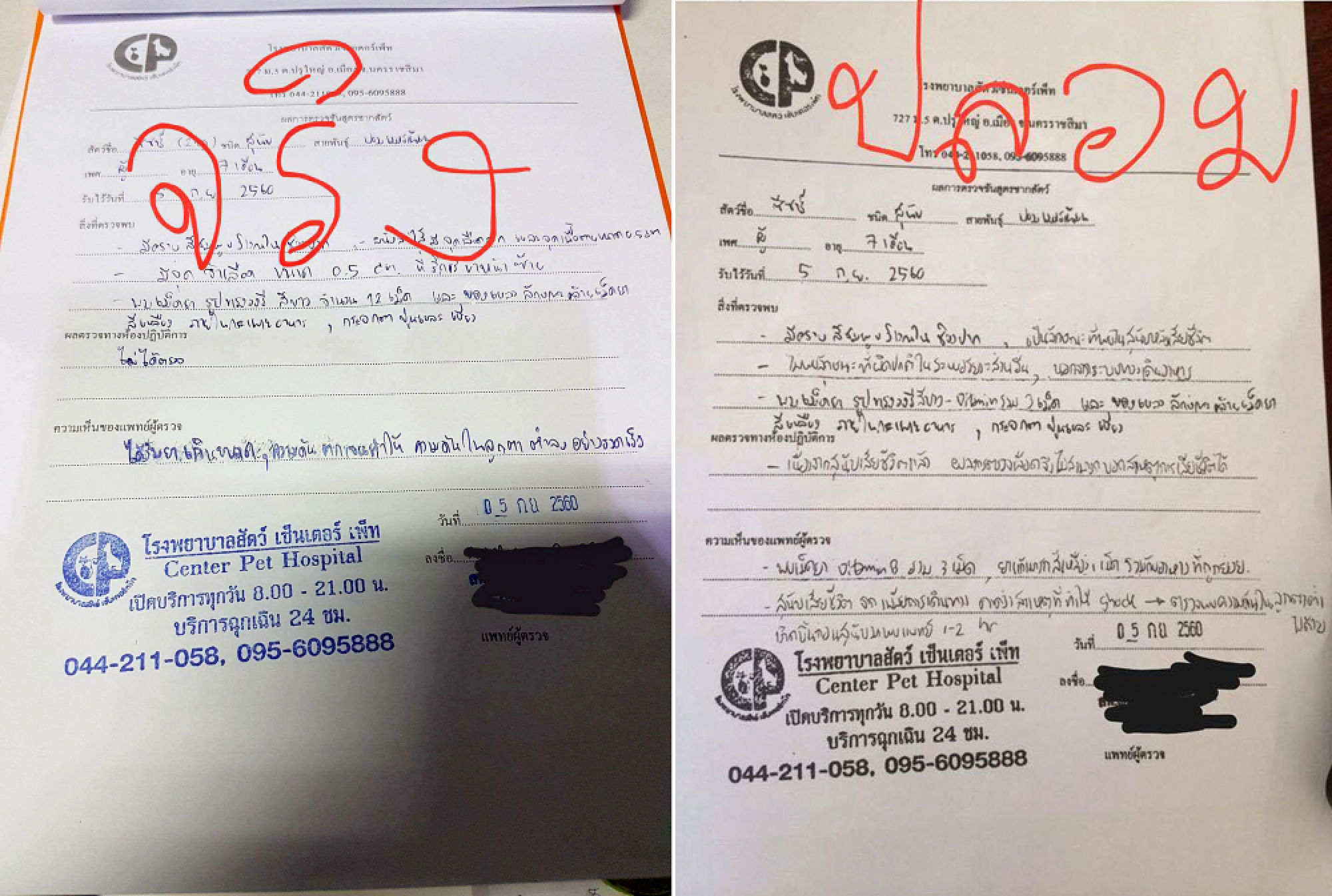 Probe launched into social media story of dog being killed for compensation
