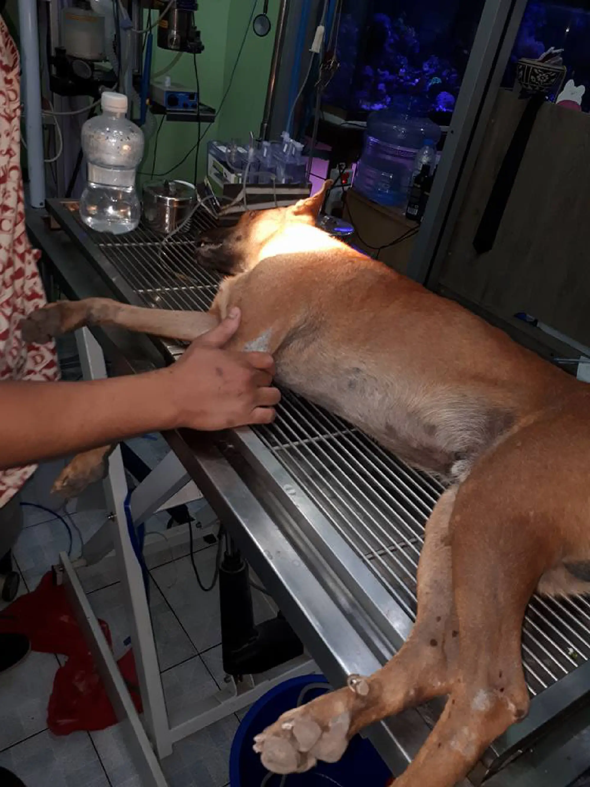 Stray dog on the mend after being shot with arrow in Udon Thani park