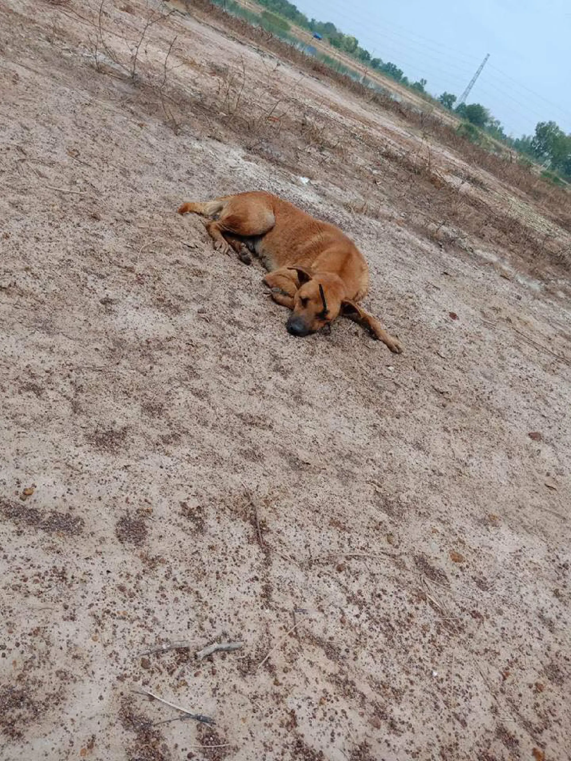 Stray dog on the mend after being shot with arrow in Udon Thani park