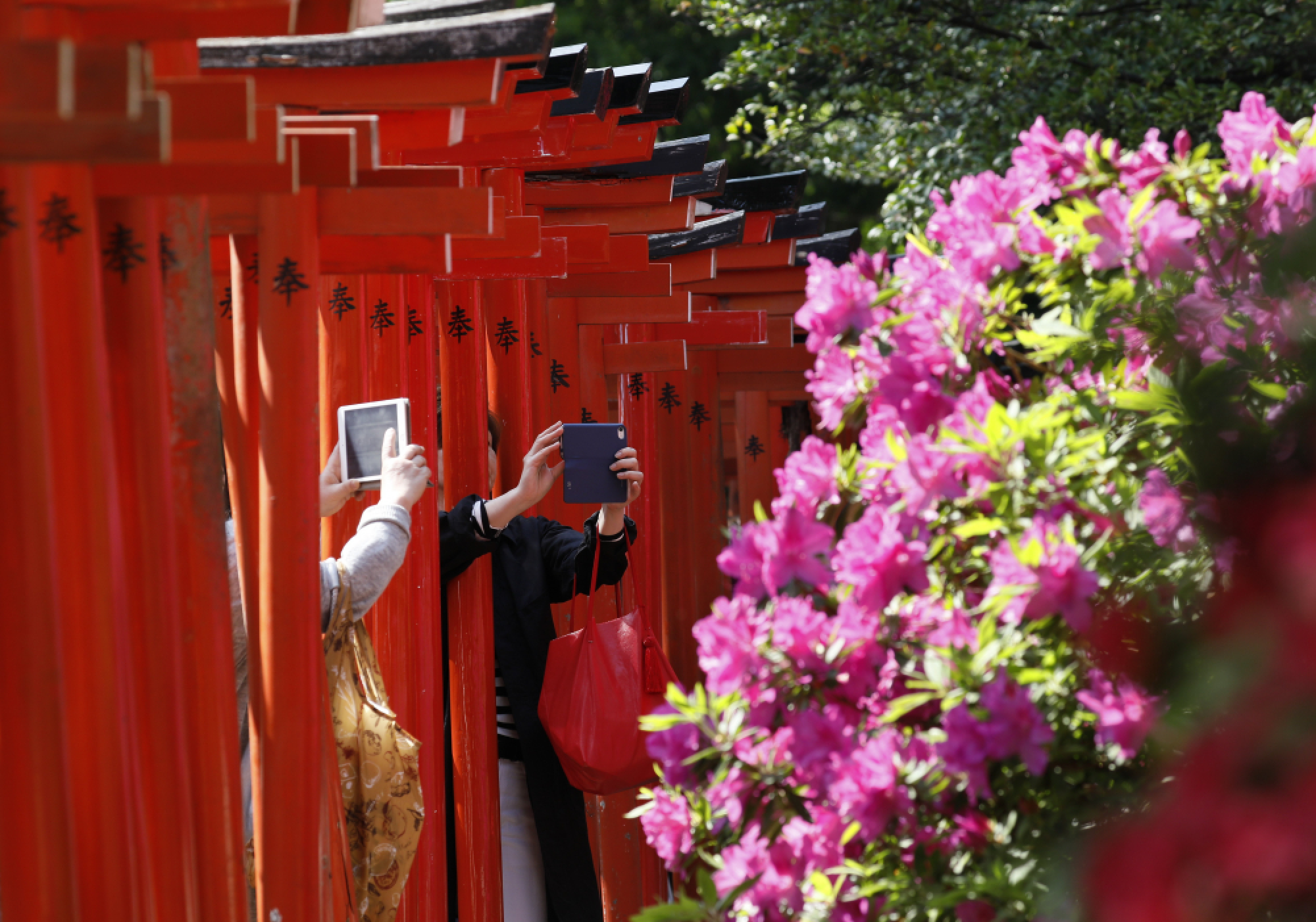 Azaleas in full bloom at a shrine garden in Tokyo