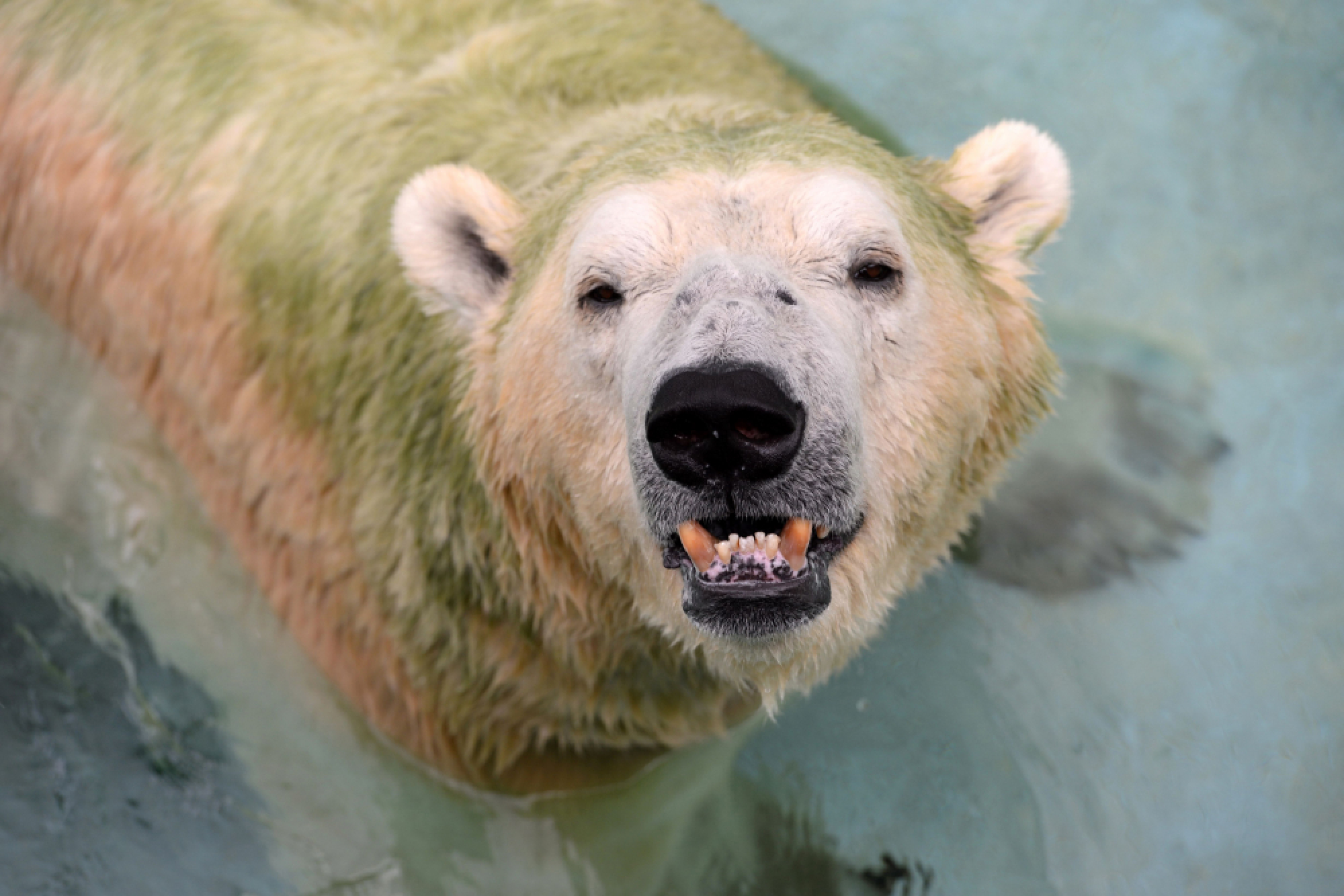 Inuka, first polar bear born in the tropics, is put down