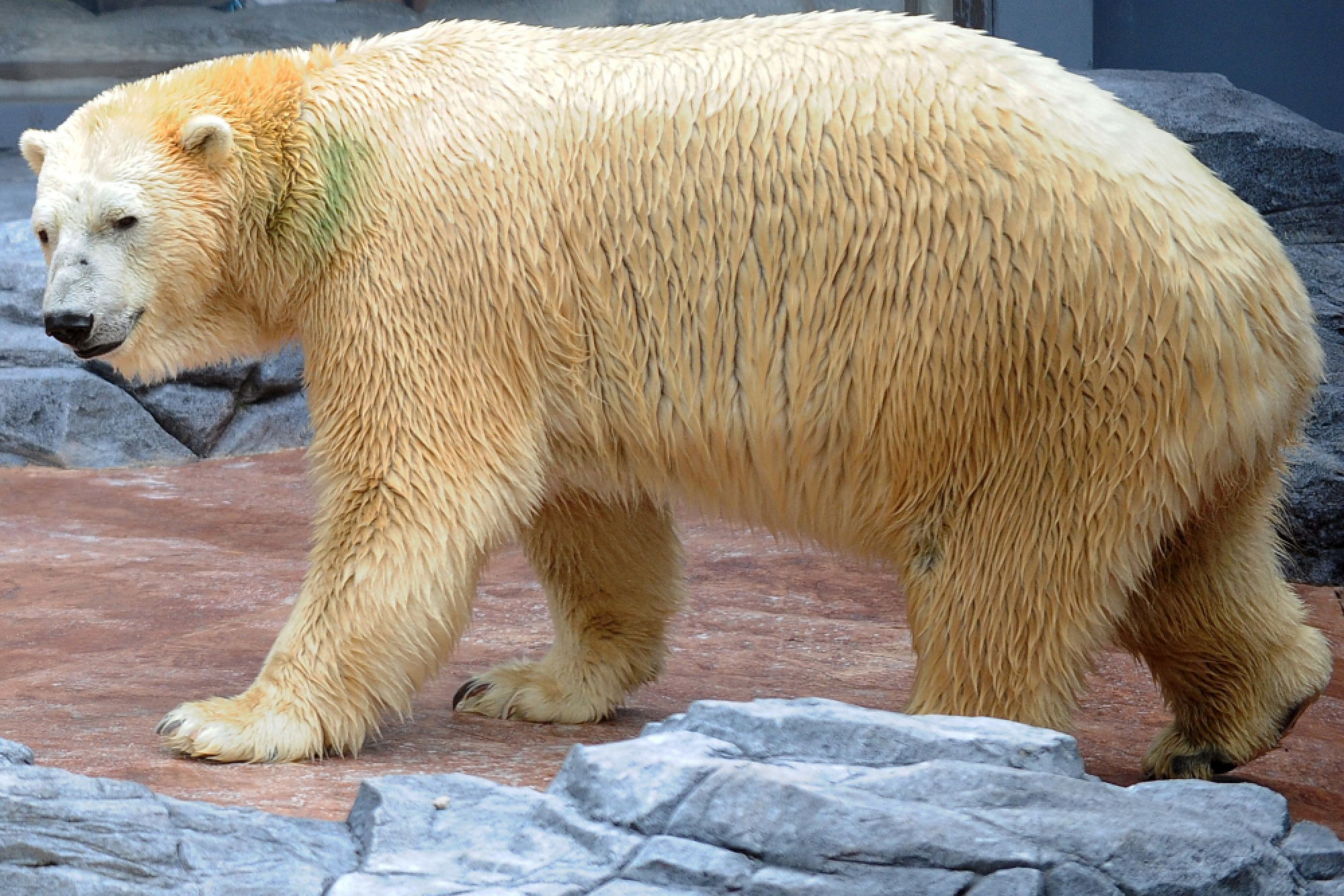 Inuka, first polar bear born in the tropics, is put down