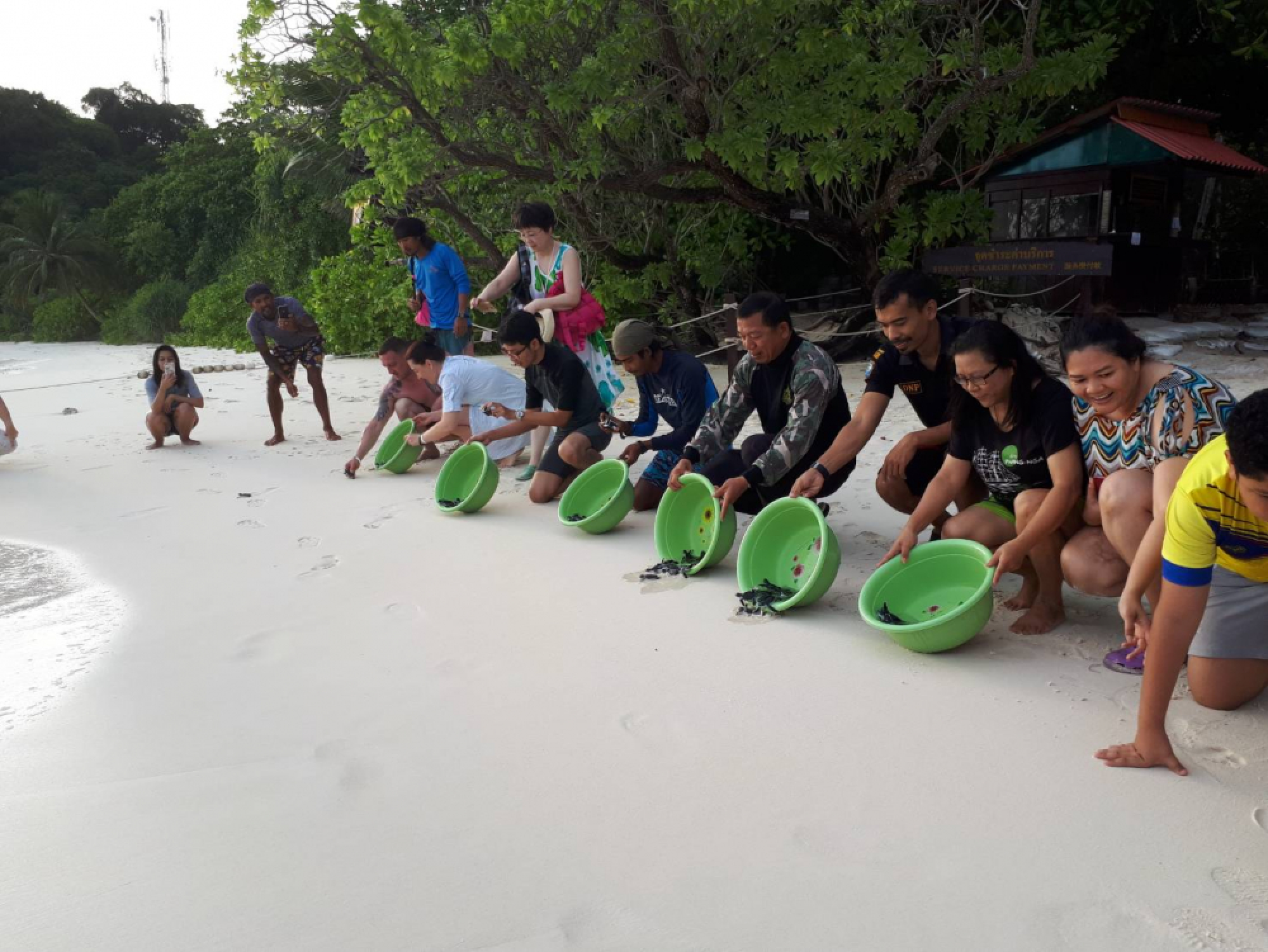 Caught on tape: Turtle baby boom in Phang Nga