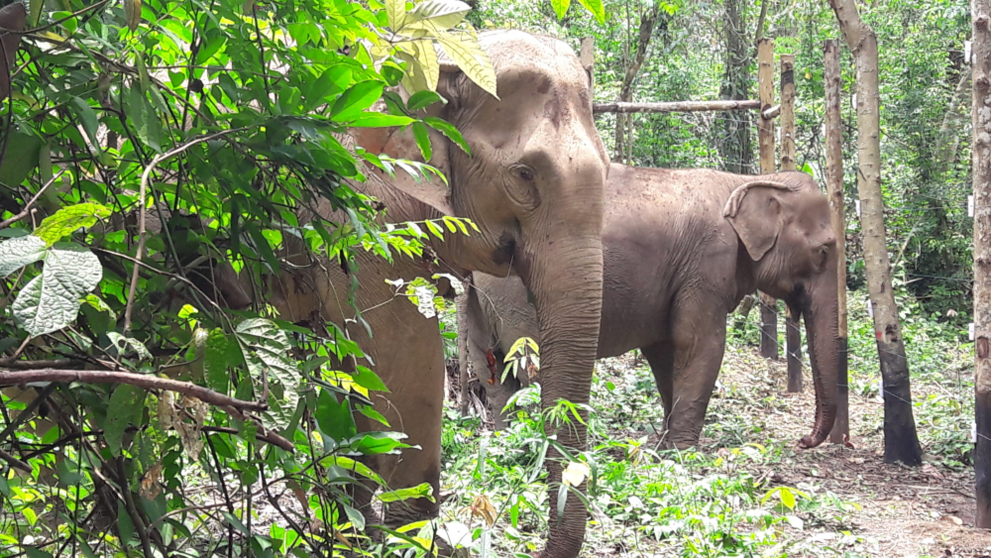 Luang Prabang – a pachyderm paradise 