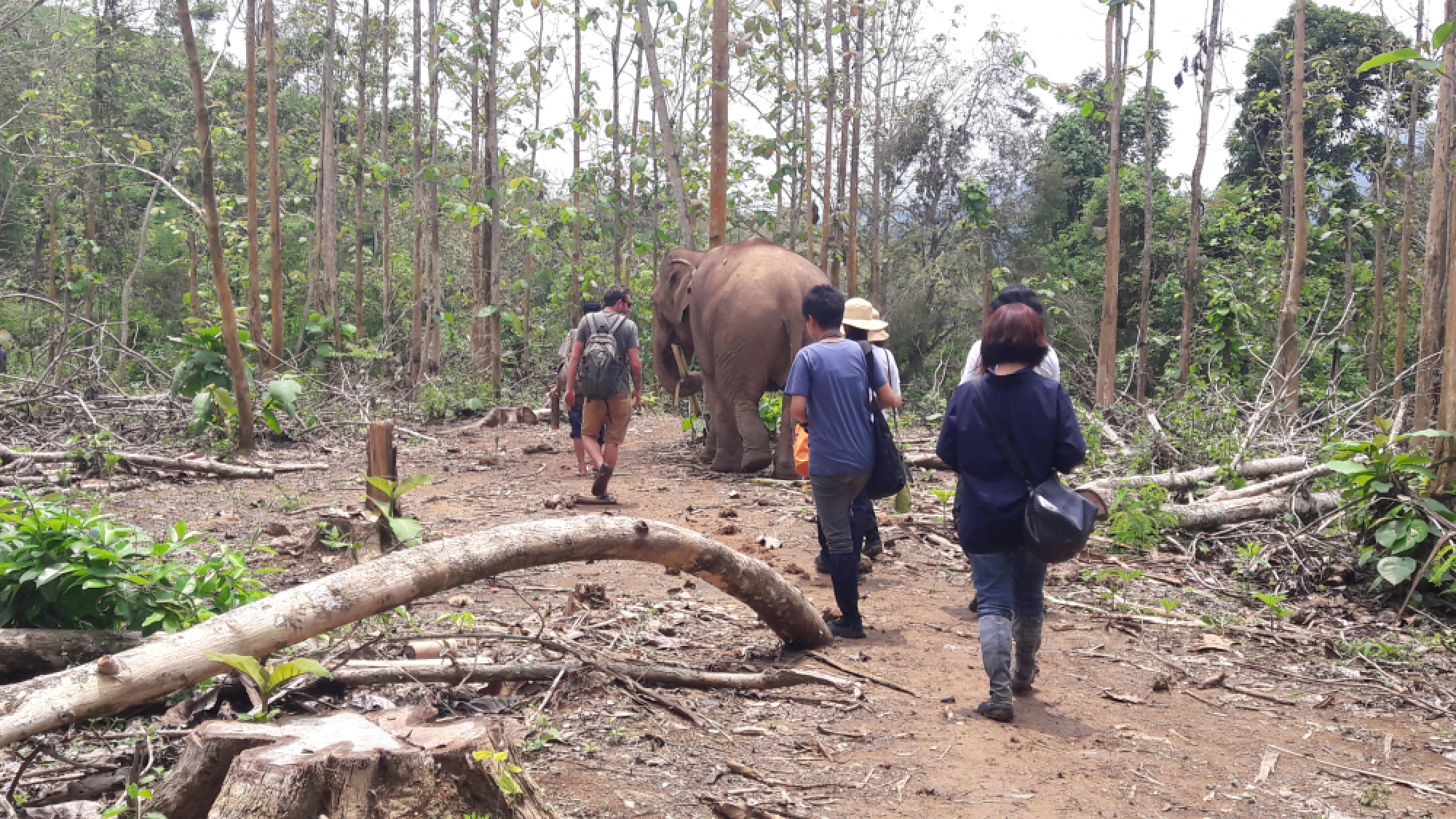 Luang Prabang – a pachyderm paradise 