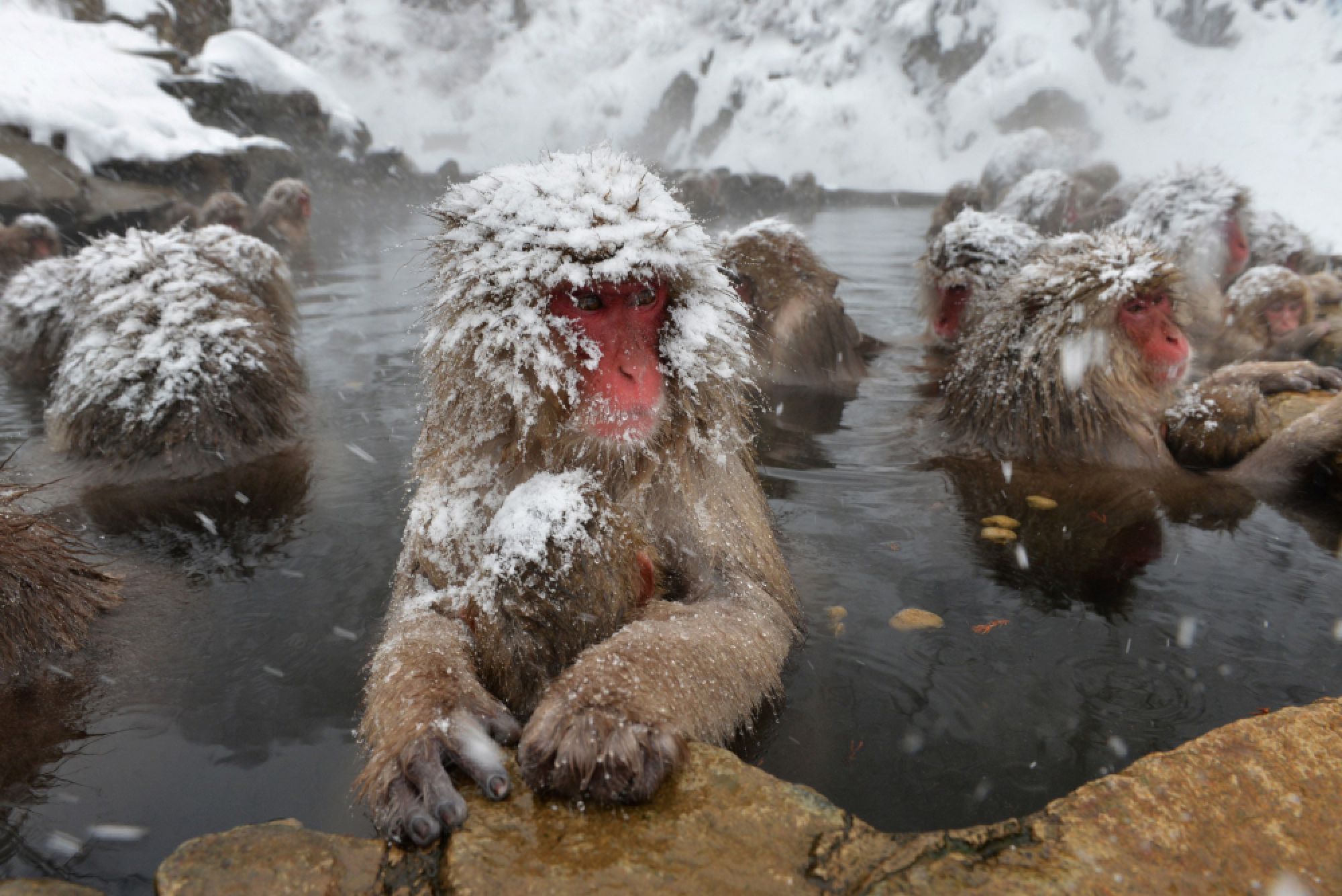 Even monkeys need a spa day, Japan study finds