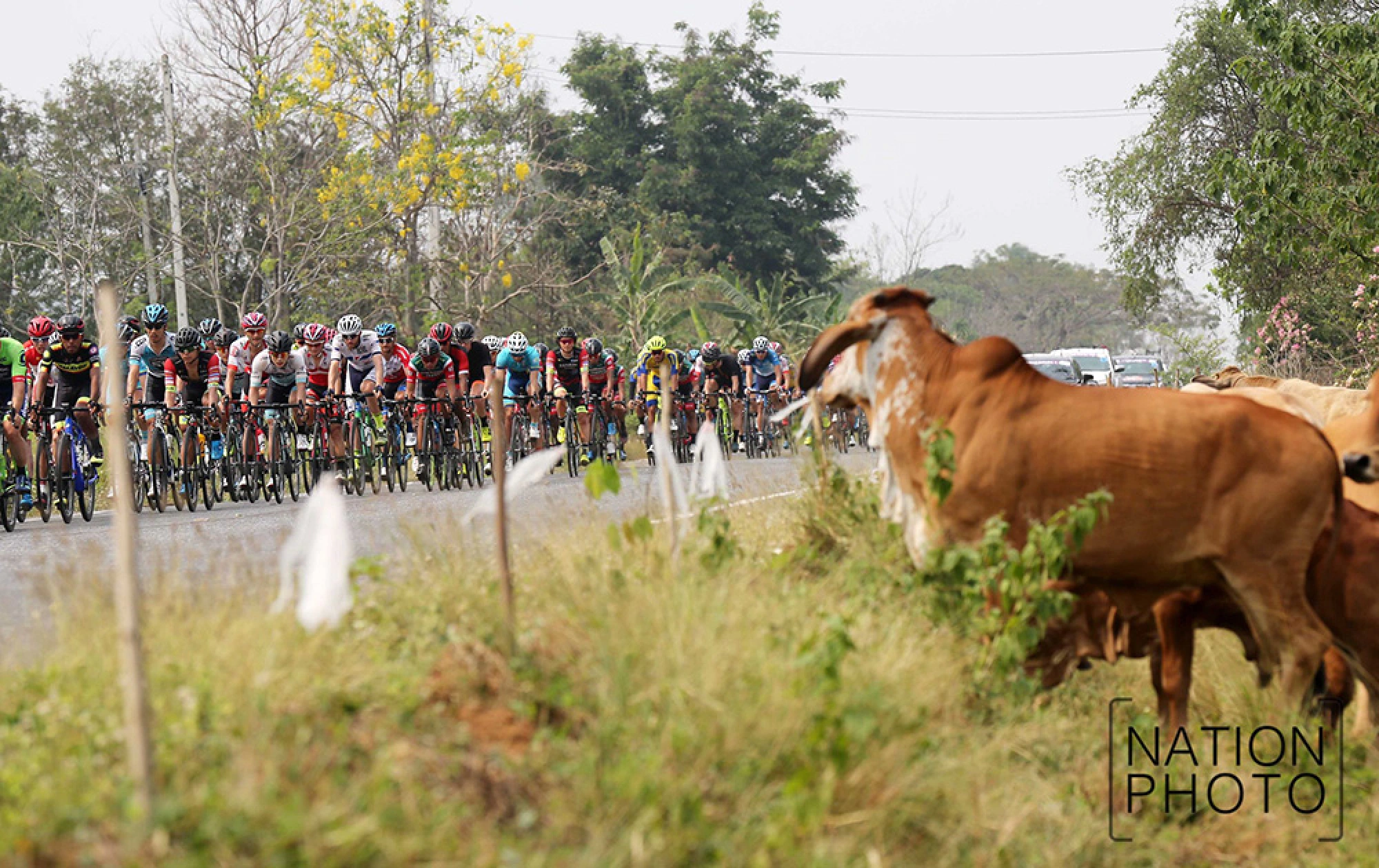 Laas recovers from third stage flop to win 4th stage in Tour of Thailand