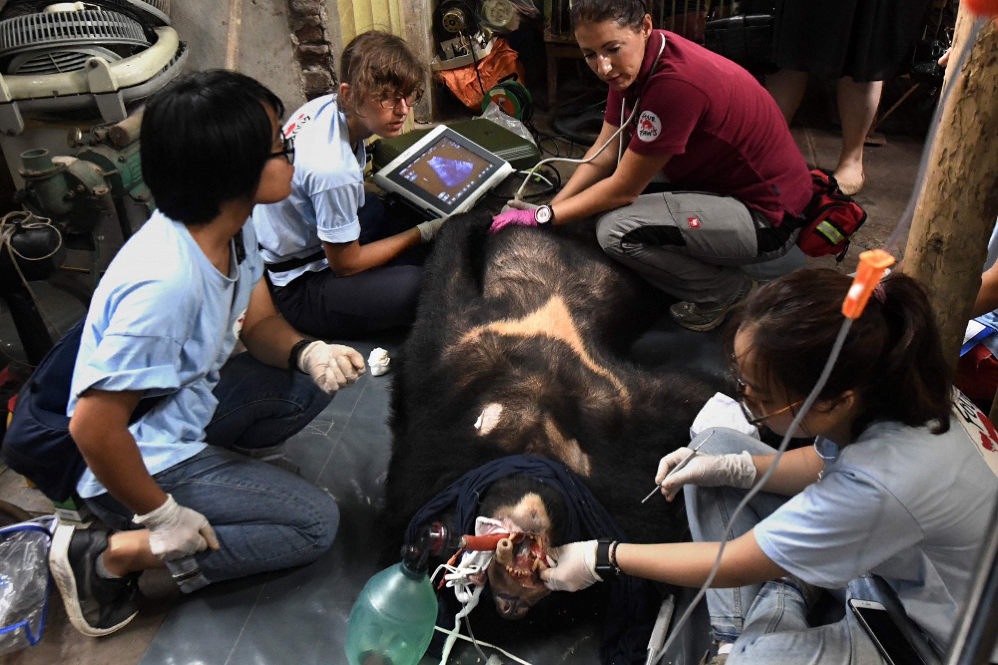 Vietnam's caged bears dying off as bile prices plummet