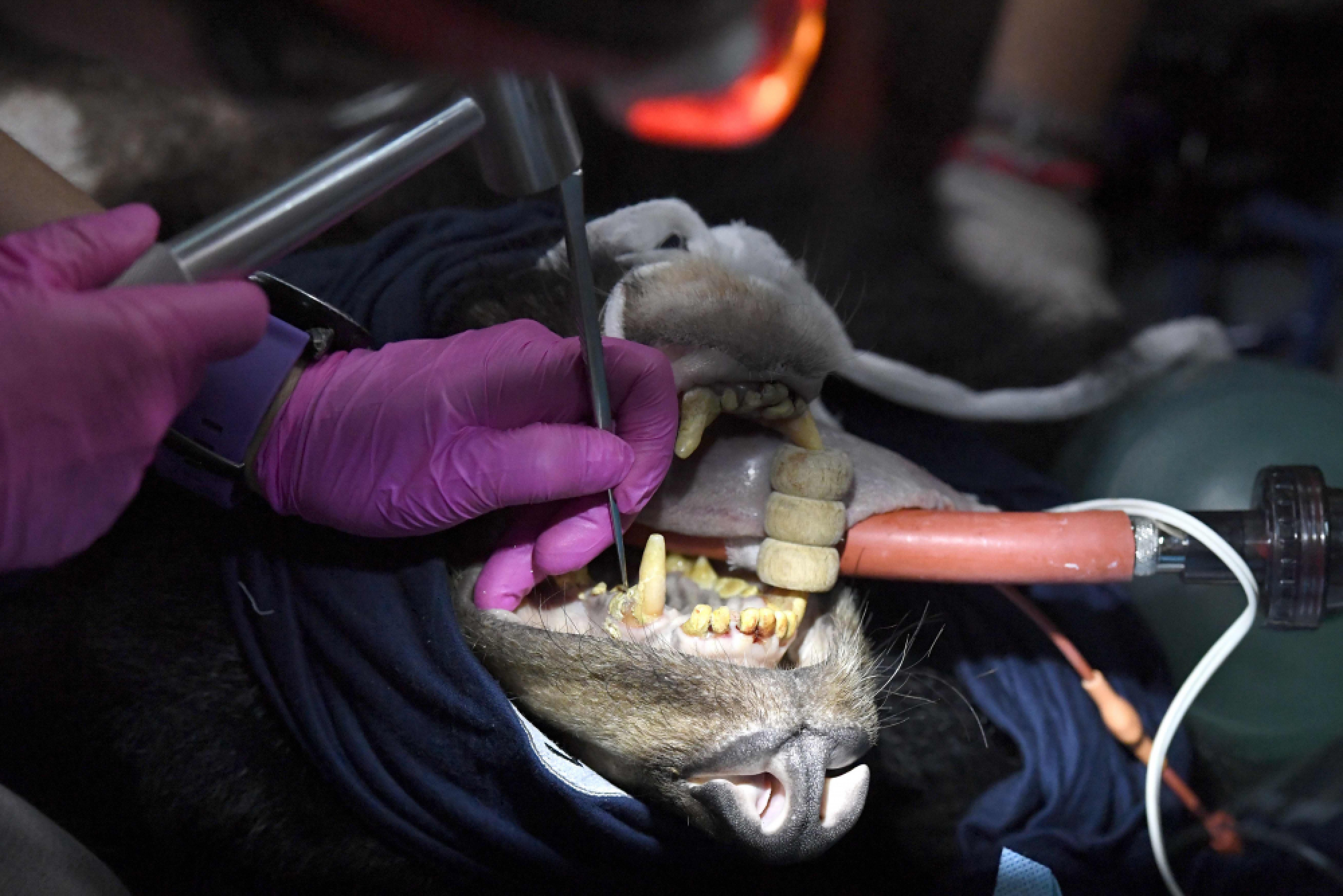 Vietnam's caged bears dying off as bile prices plummet