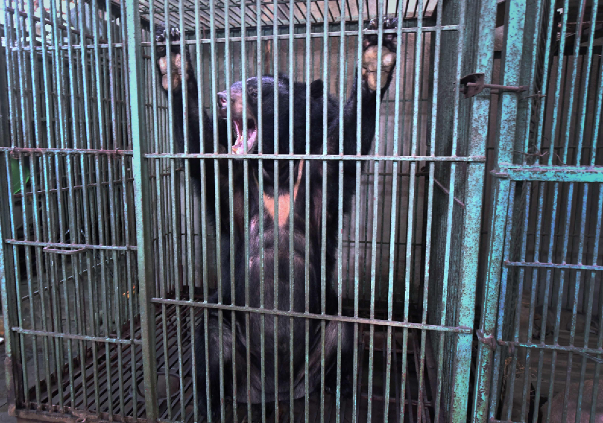 Vietnam's caged bears dying off as bile prices plummet