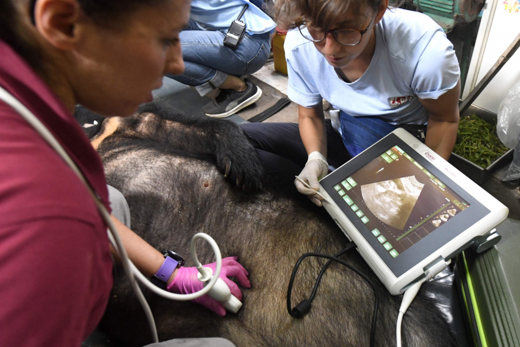 Vietnam's caged bears dying off as bile prices plummet