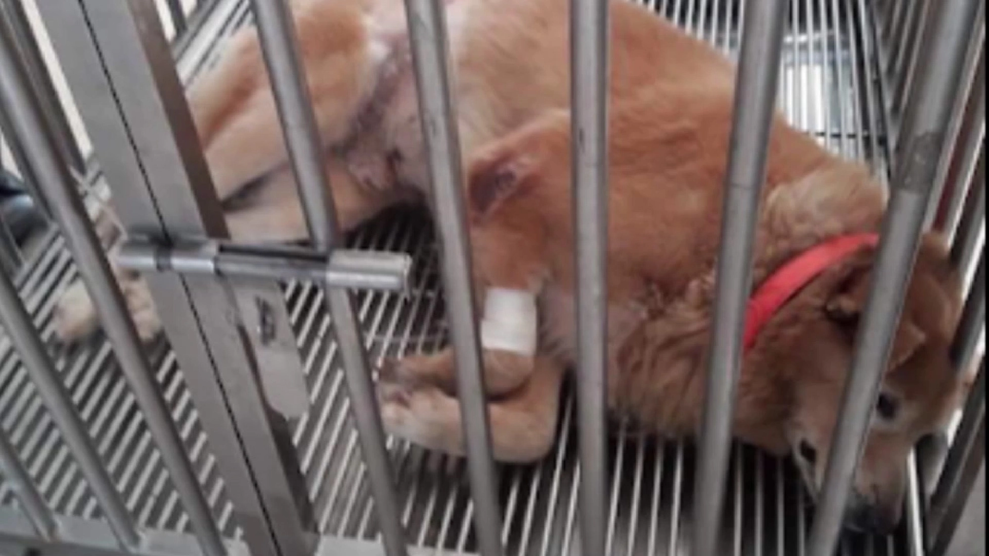 Khon Kaen man arrested for killing neighbour’s peeing dog