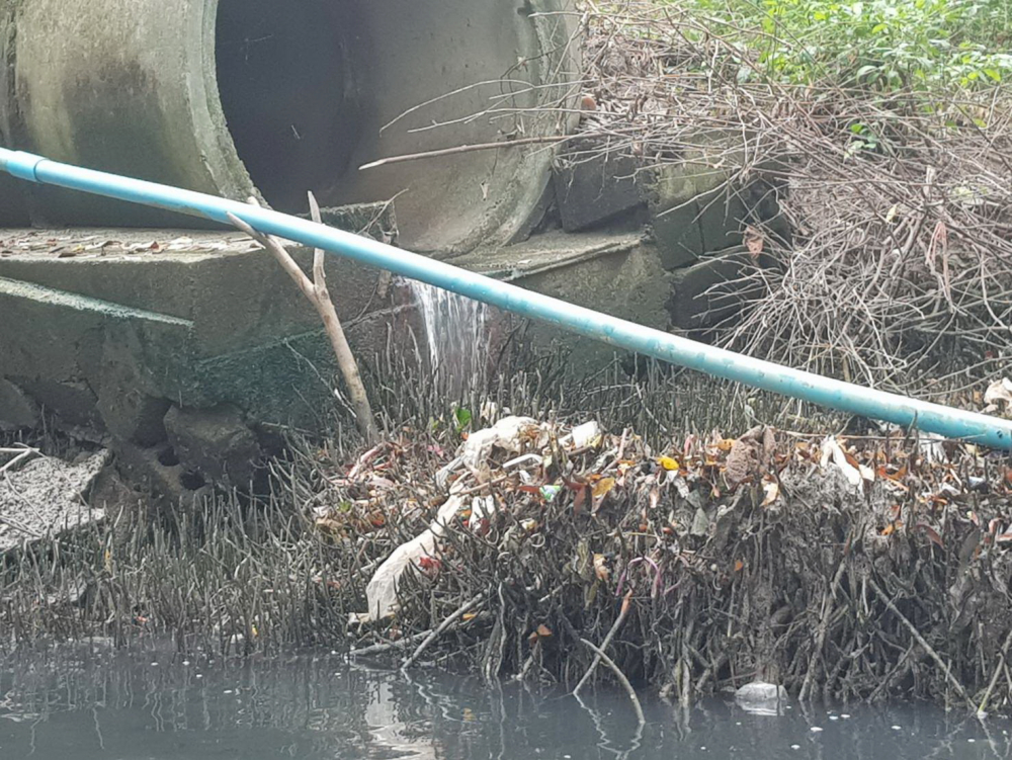 Wastewater poisoning Phuket canal