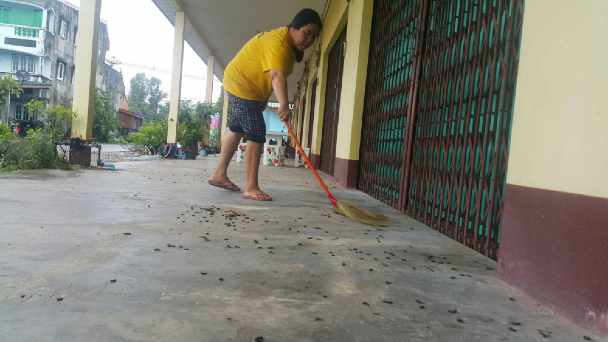 Krabi suffers millipede invasion