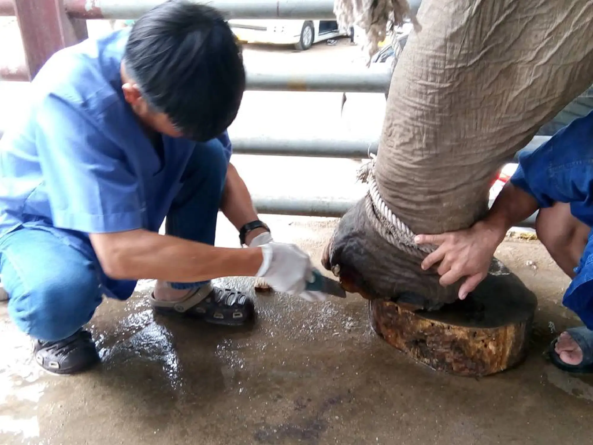 Mahout school launches in Chiang Mai