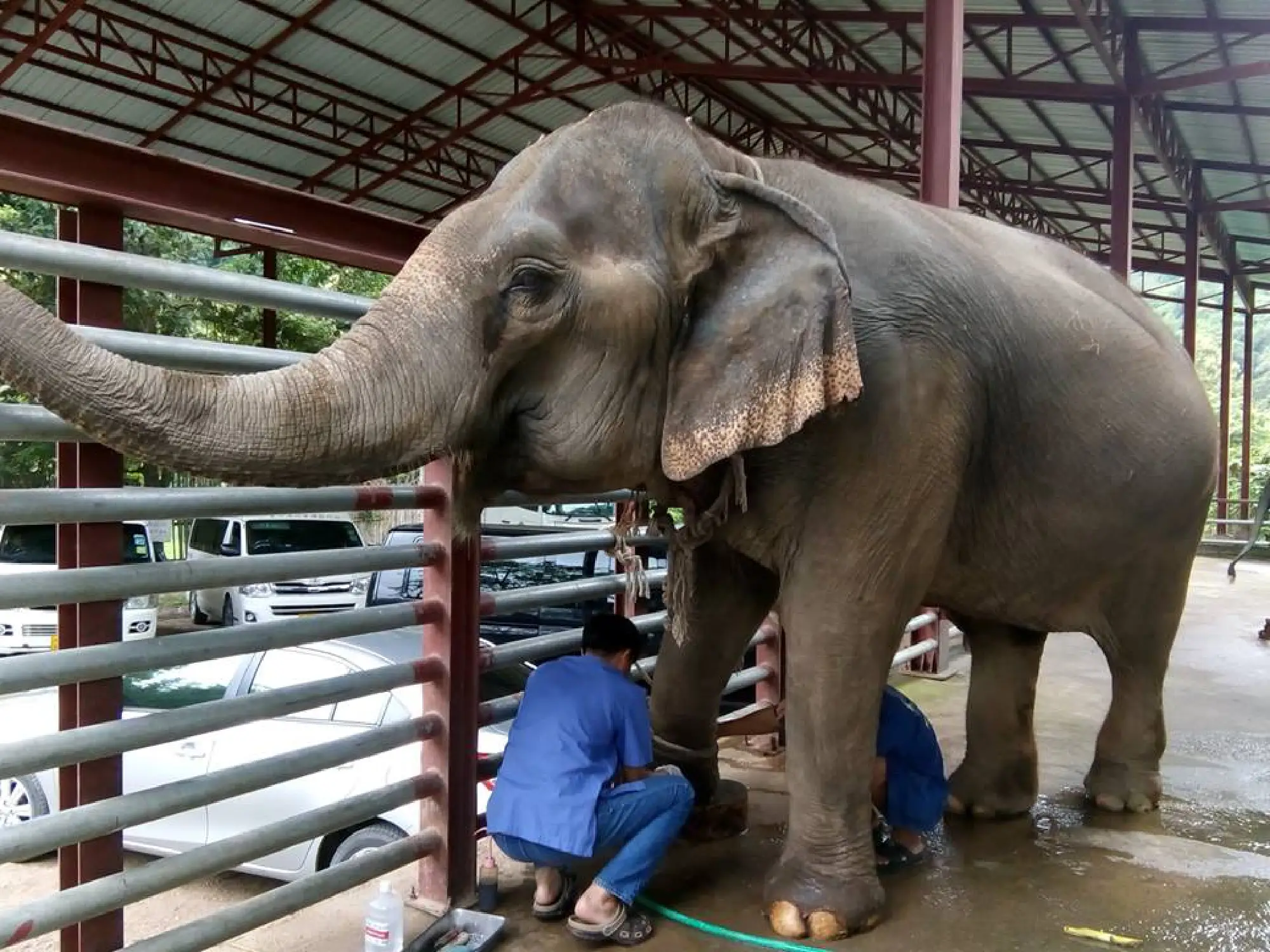 Mahout school launches in Chiang Mai