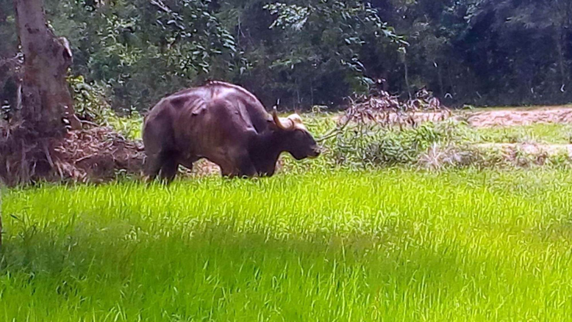 Injured gaur dies of infections in Sa Kaew forest