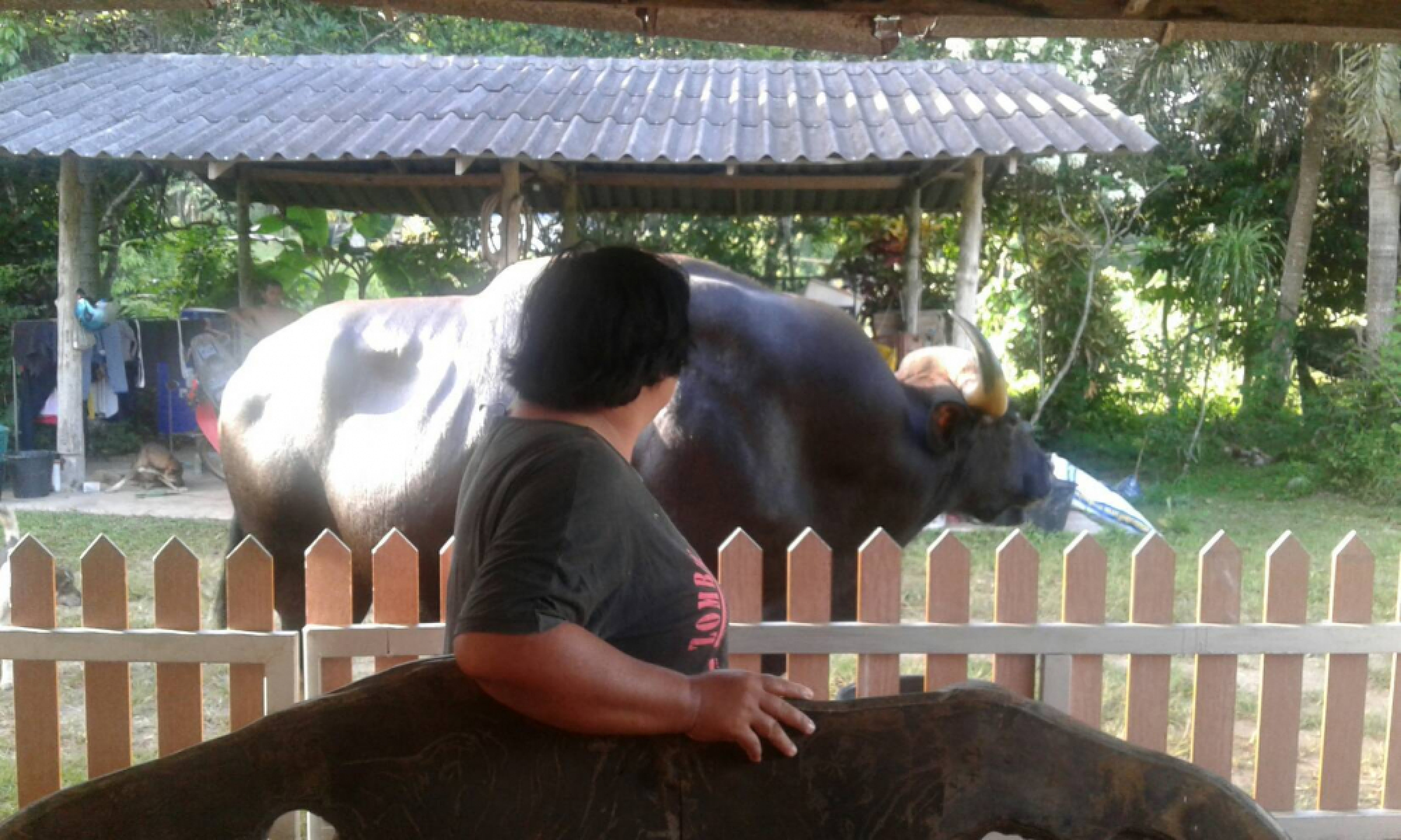 Villagers in shock as Chumphon's famous “superdad” gaur found dead