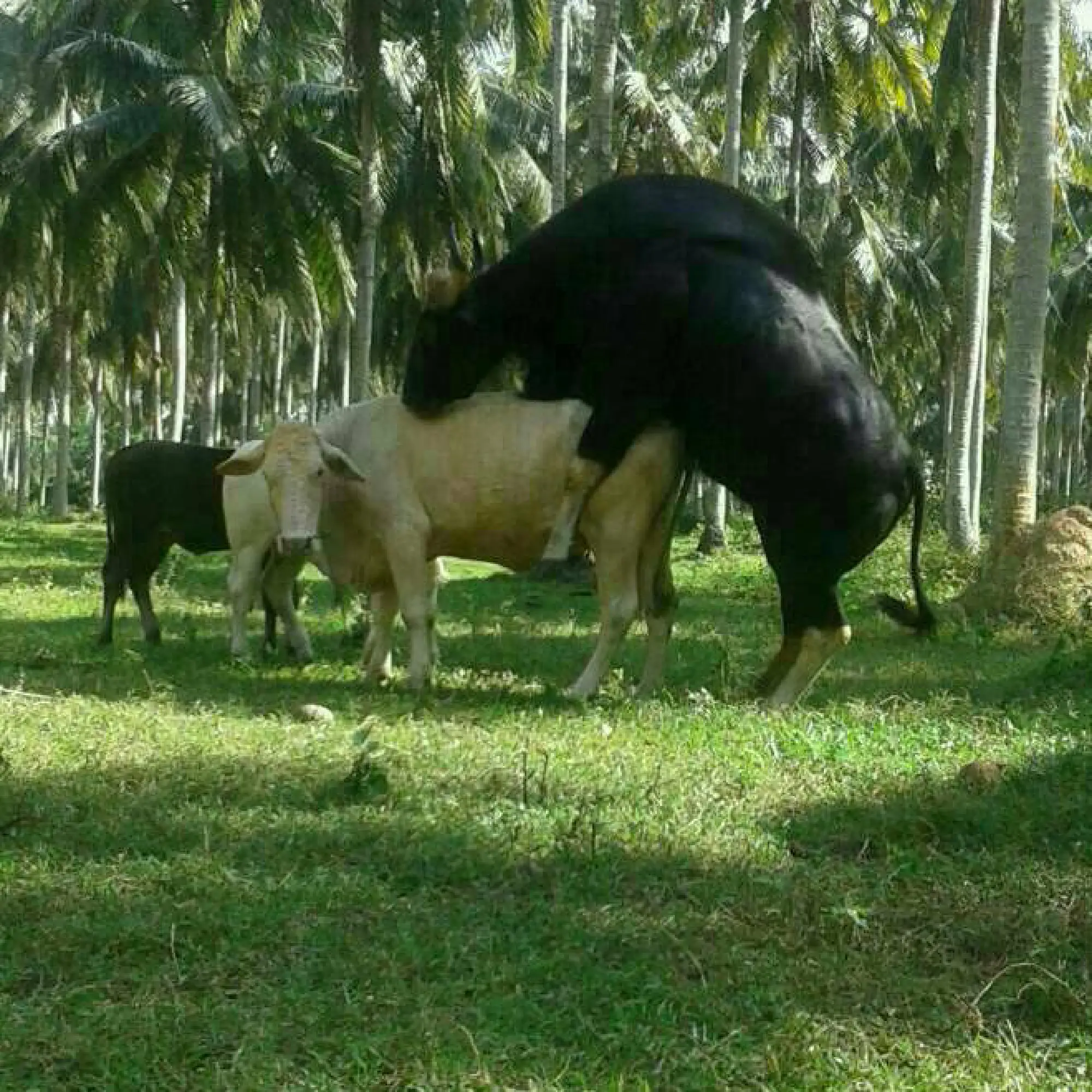 Villagers in shock as Chumphon's famous “superdad” gaur found dead