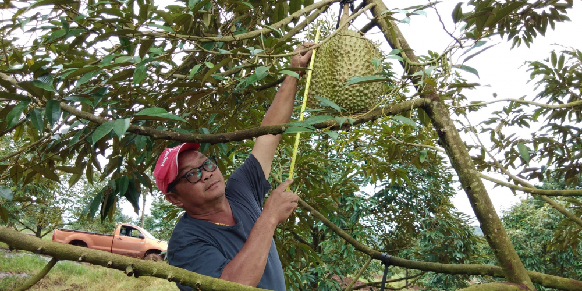 Giant 18-kg durian in Tak put on auction