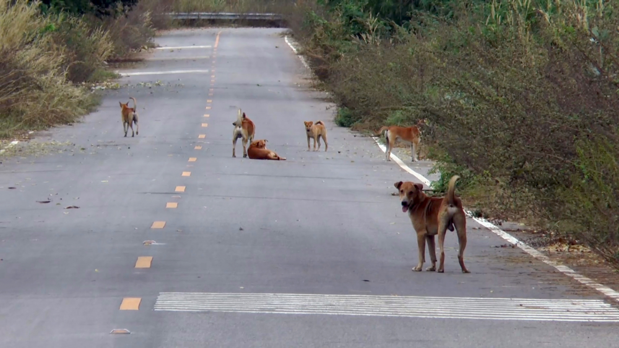Clip-and-needle time for stray dogs massed around Chai Nat landfill