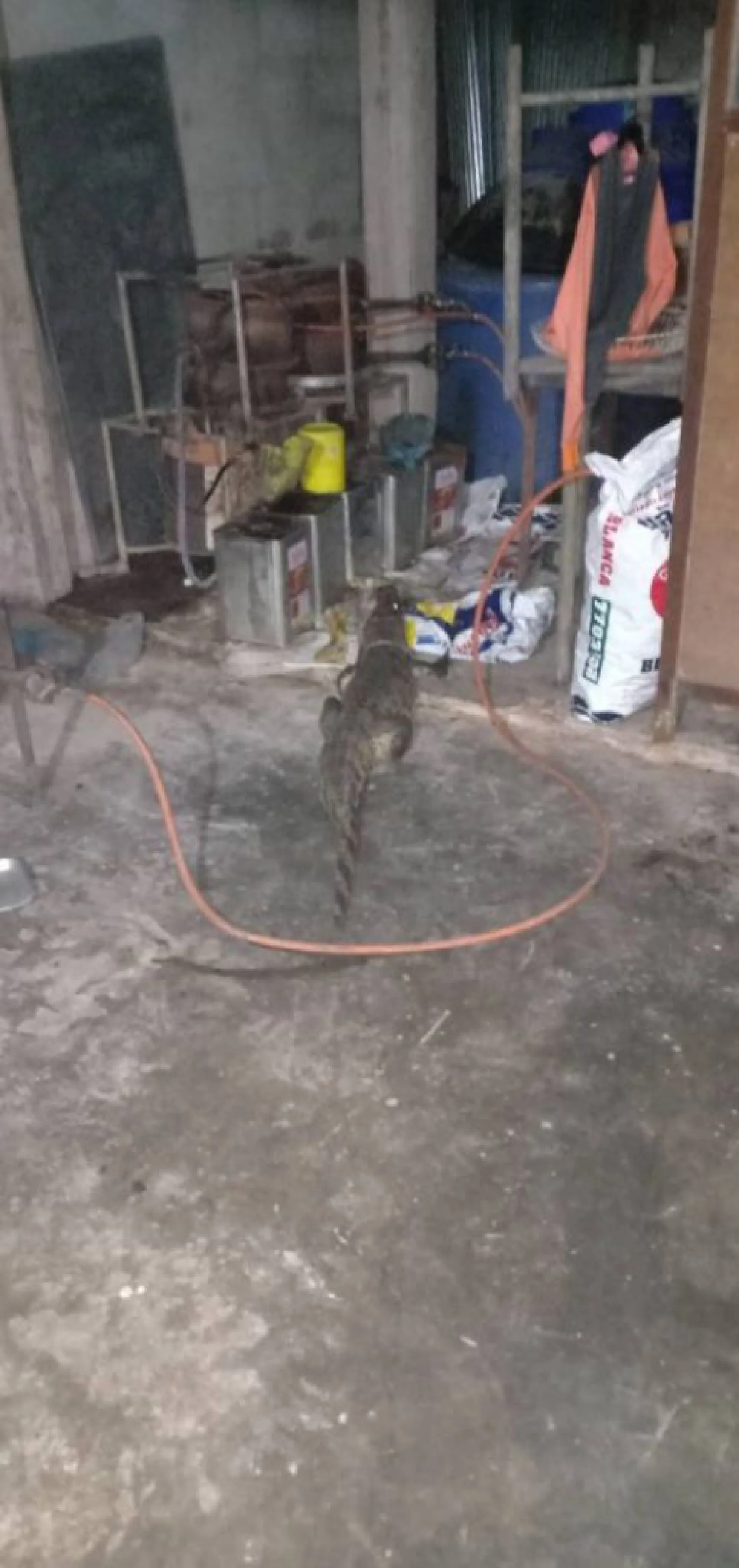 Crocodile wanders up to Krabi restaurant