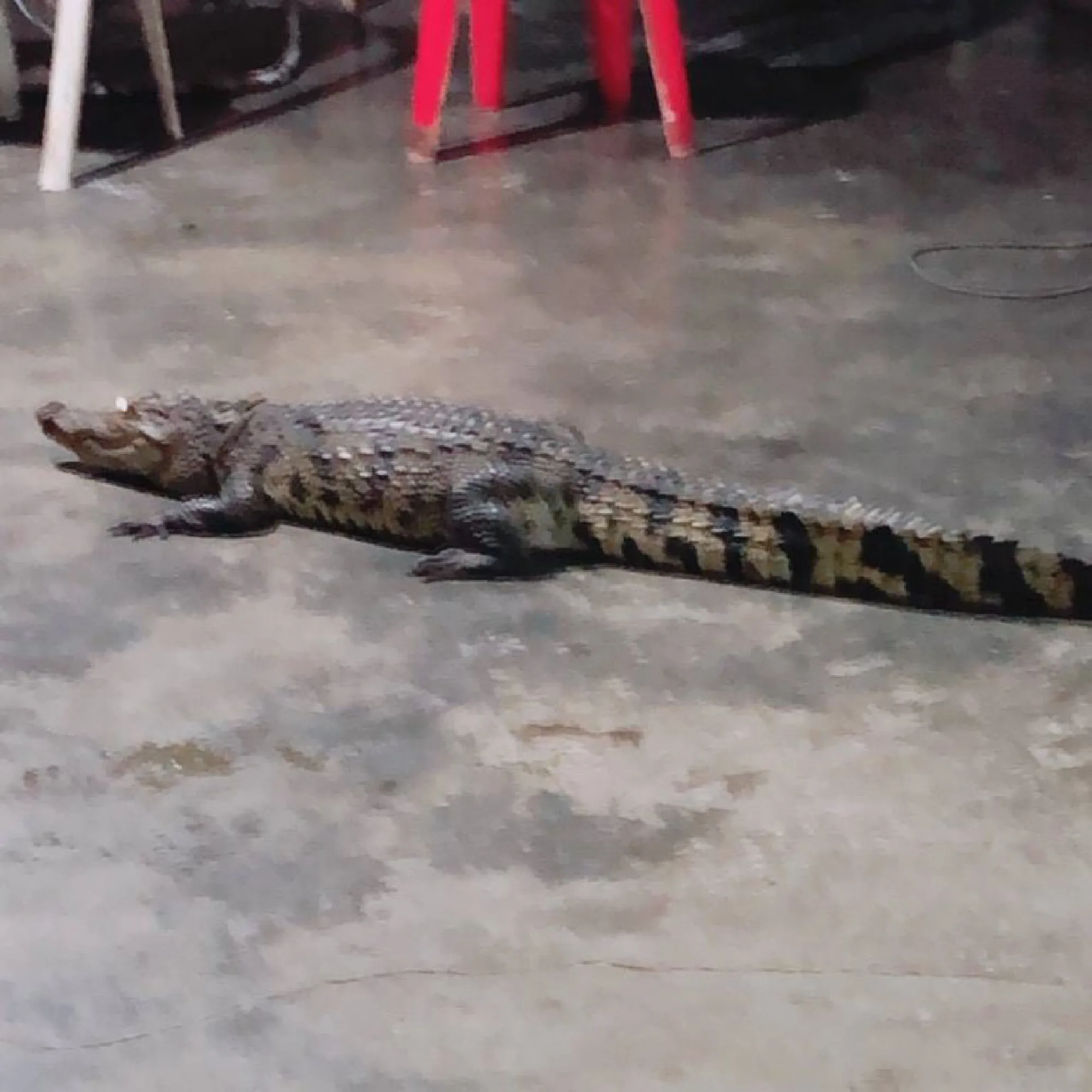 Crocodile wanders up to Krabi restaurant