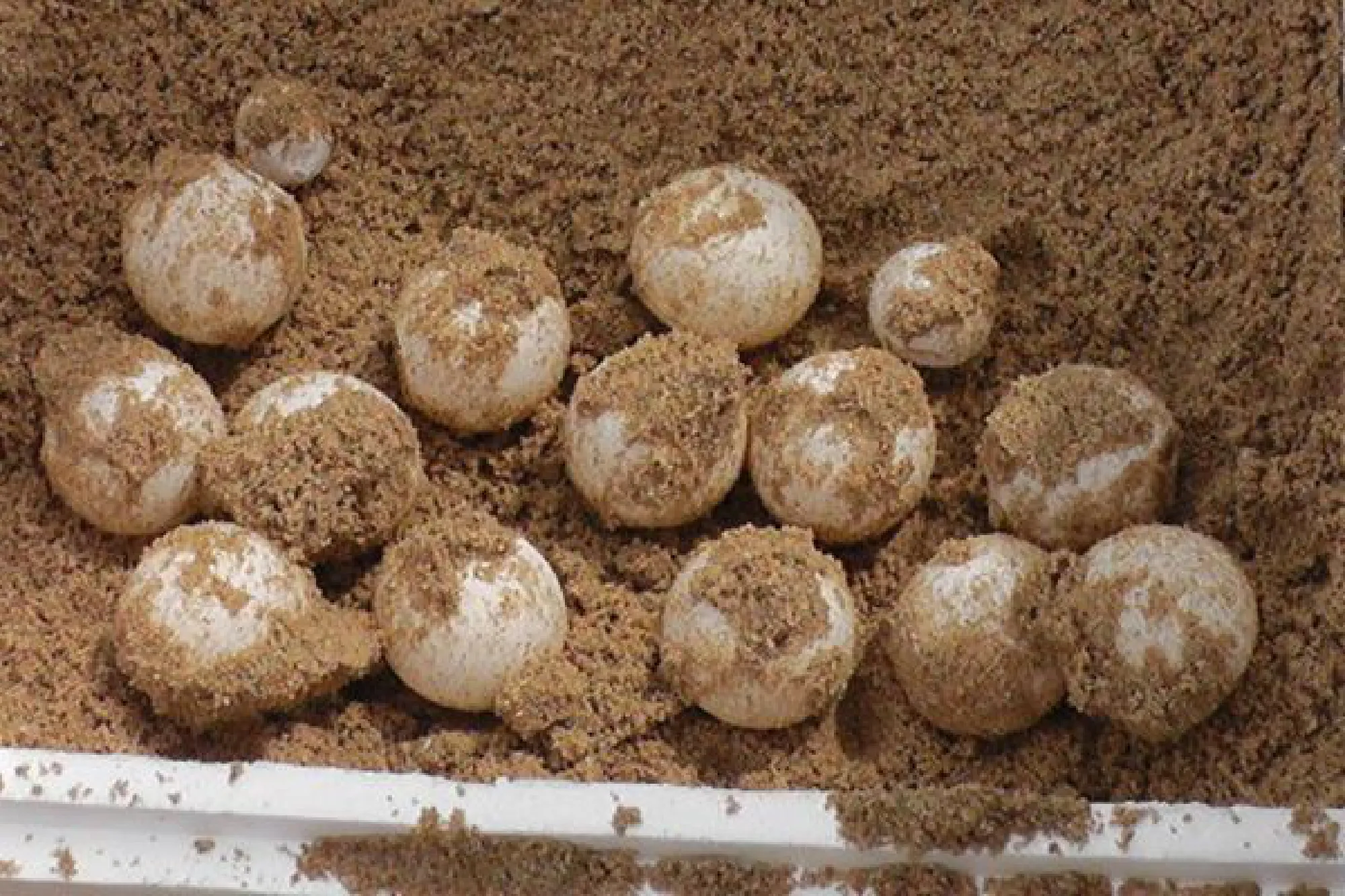 89 leatherback turtle eggs moved to safe area on beach
