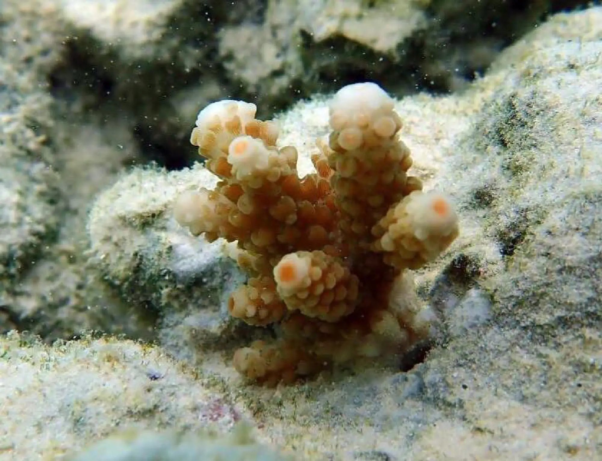 Maya Bay boundary installed to block tourist access