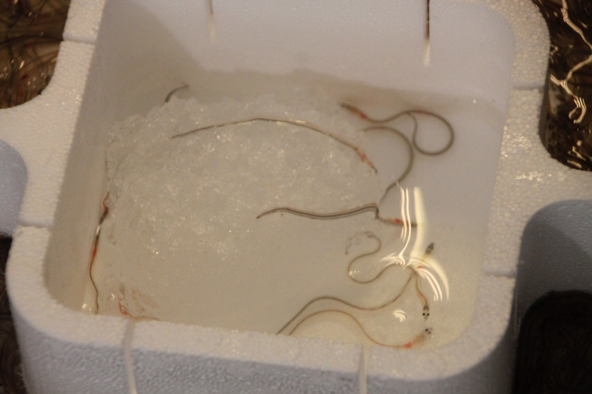 Two shipment of endangered live eels seized at Suvarnabhumi airport