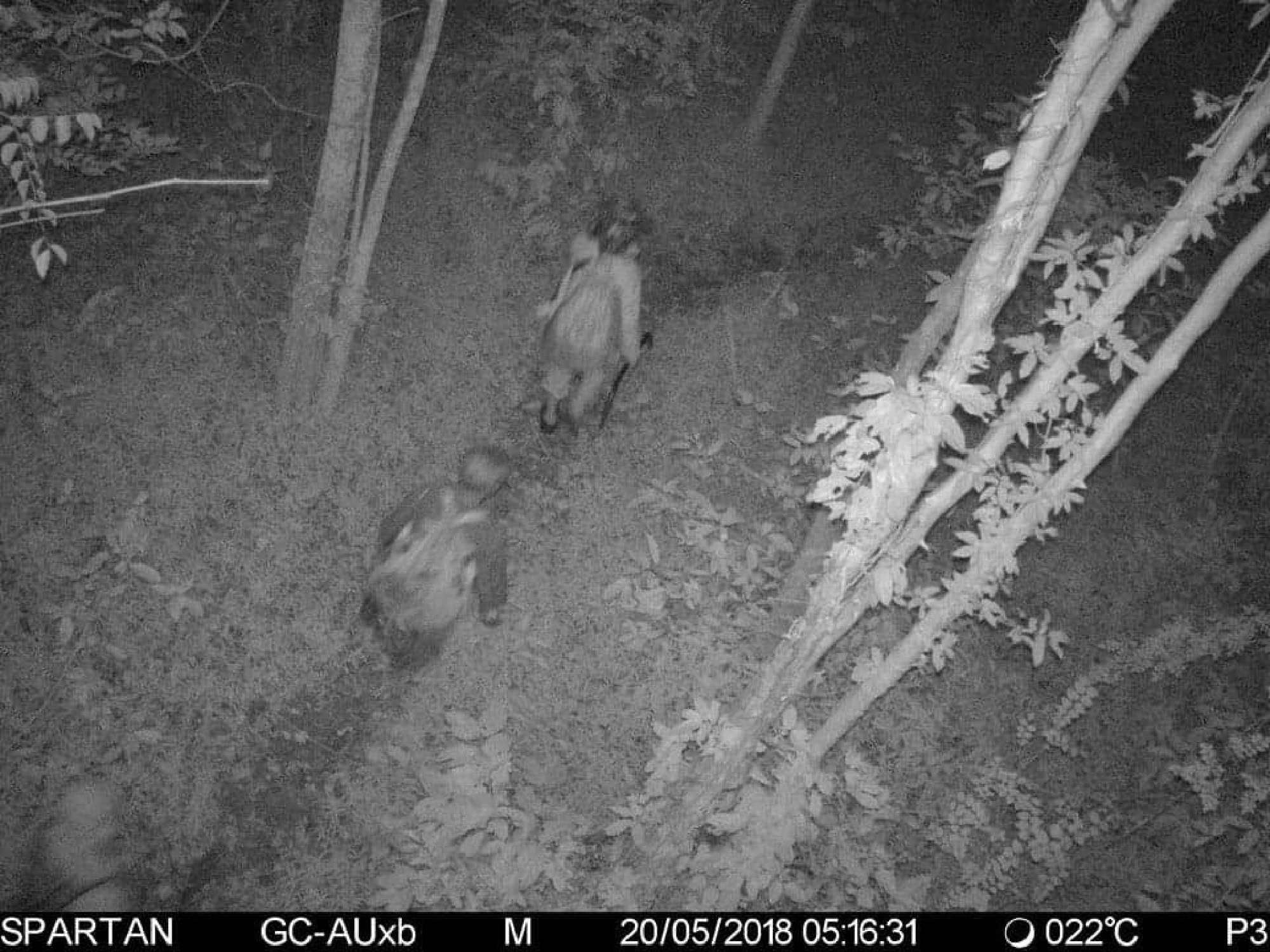 SPECIAL REPORT: Blood-hued Phayung almost gone as corrupt officials pave way for logging