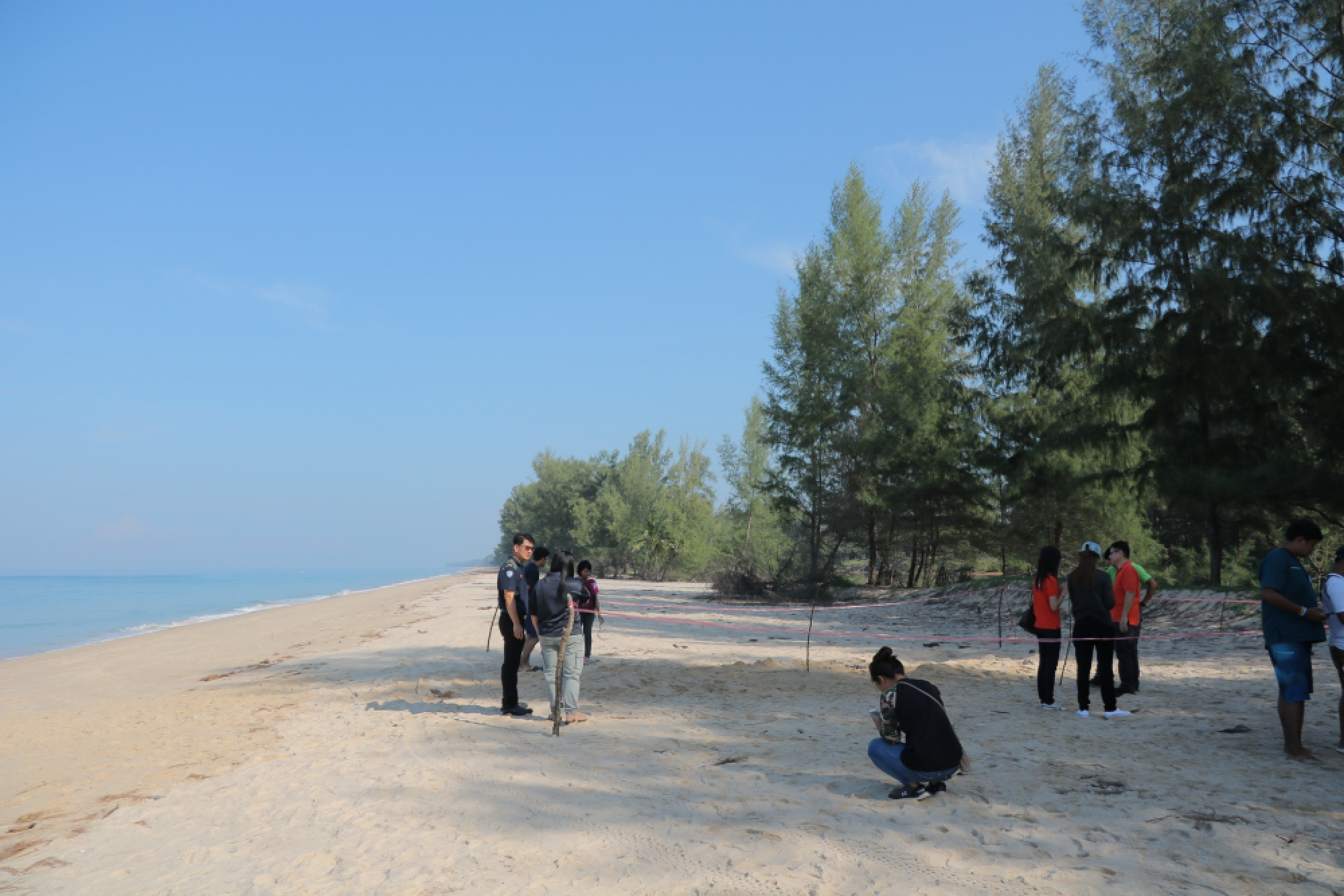 Leatherback sea turtle eggs found on Phang Nga beach