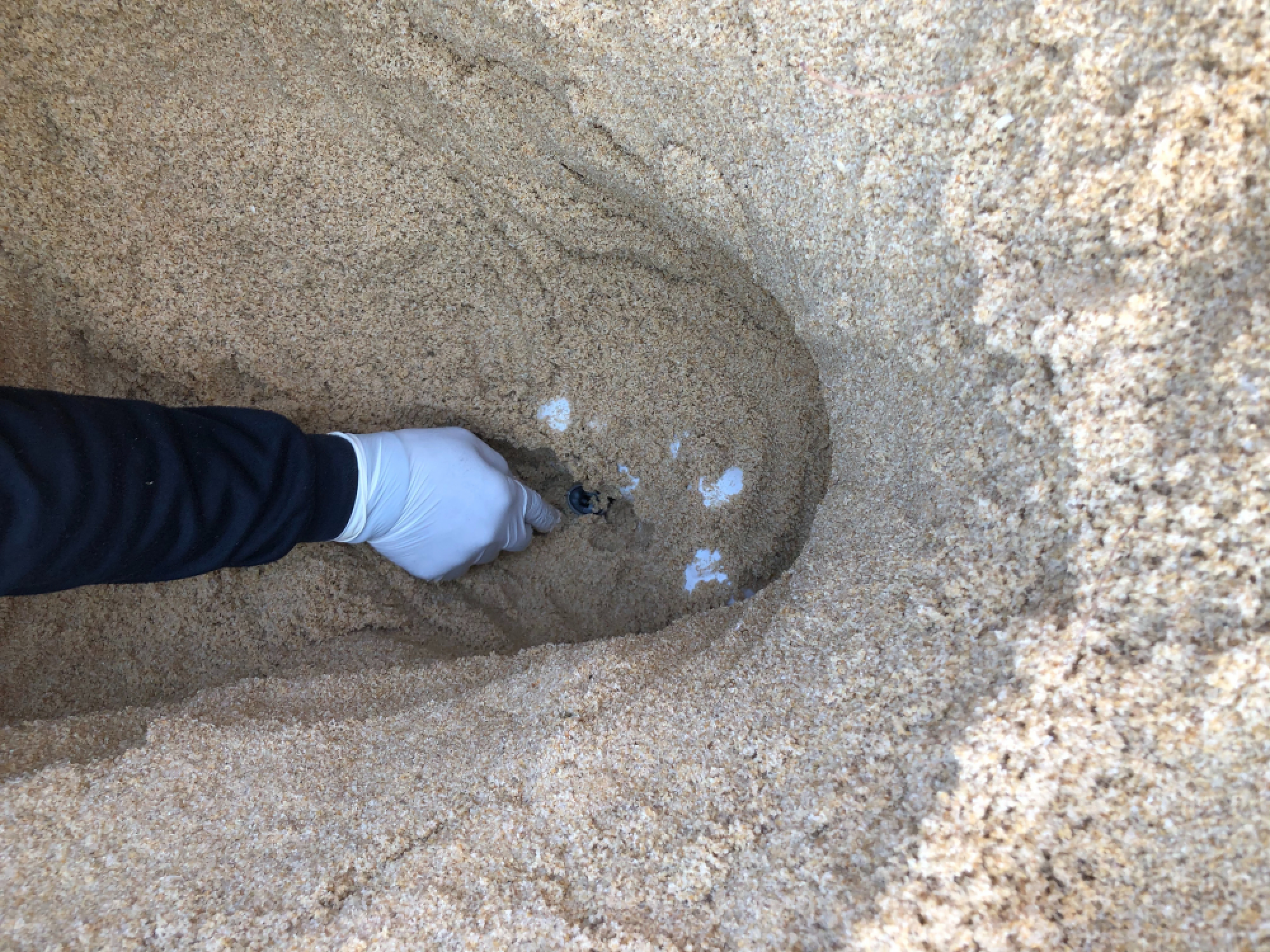 Leatherback sea turtle eggs found on Phang Nga beach