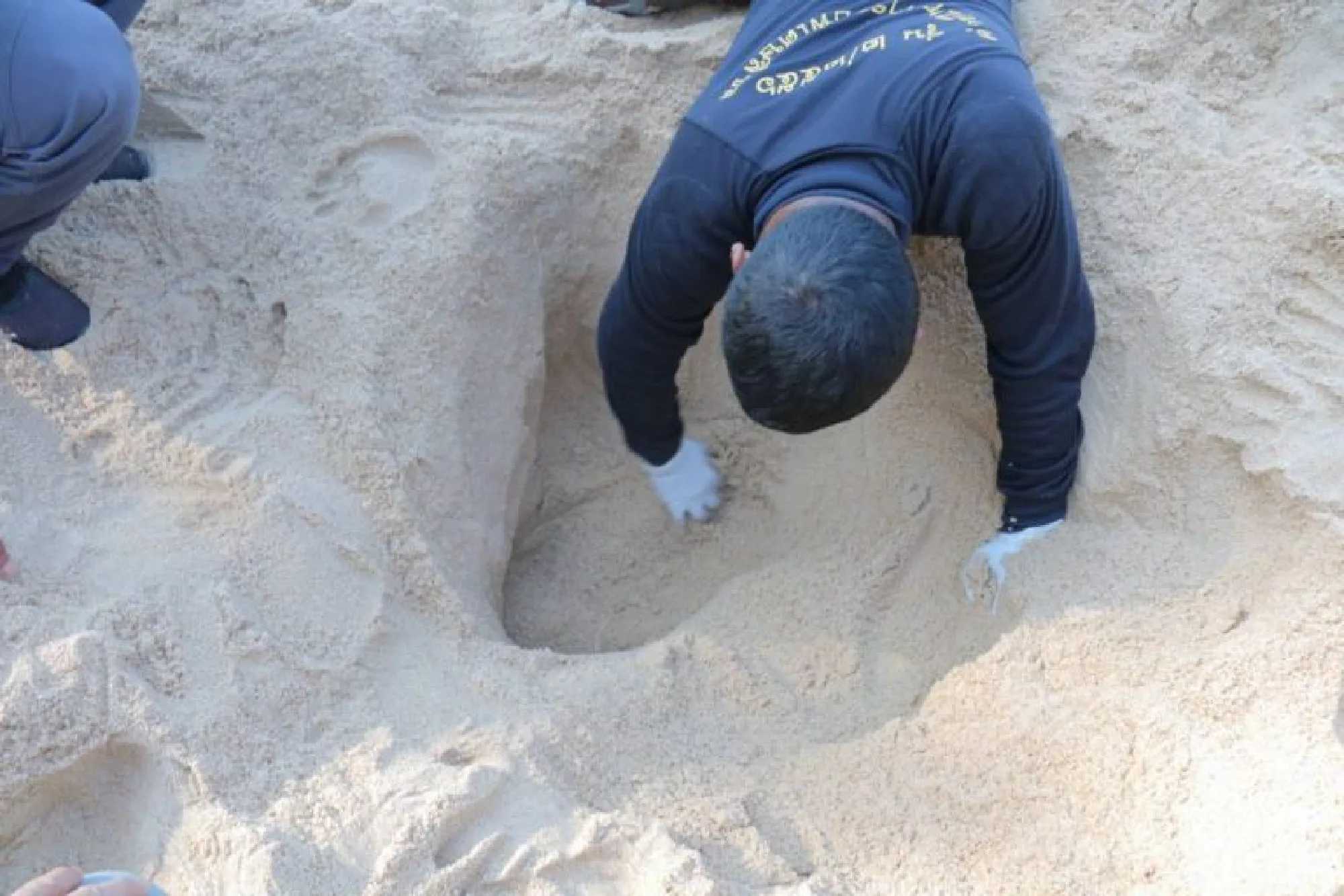 Leatherback sea turtle eggs found on Phang Nga beach
