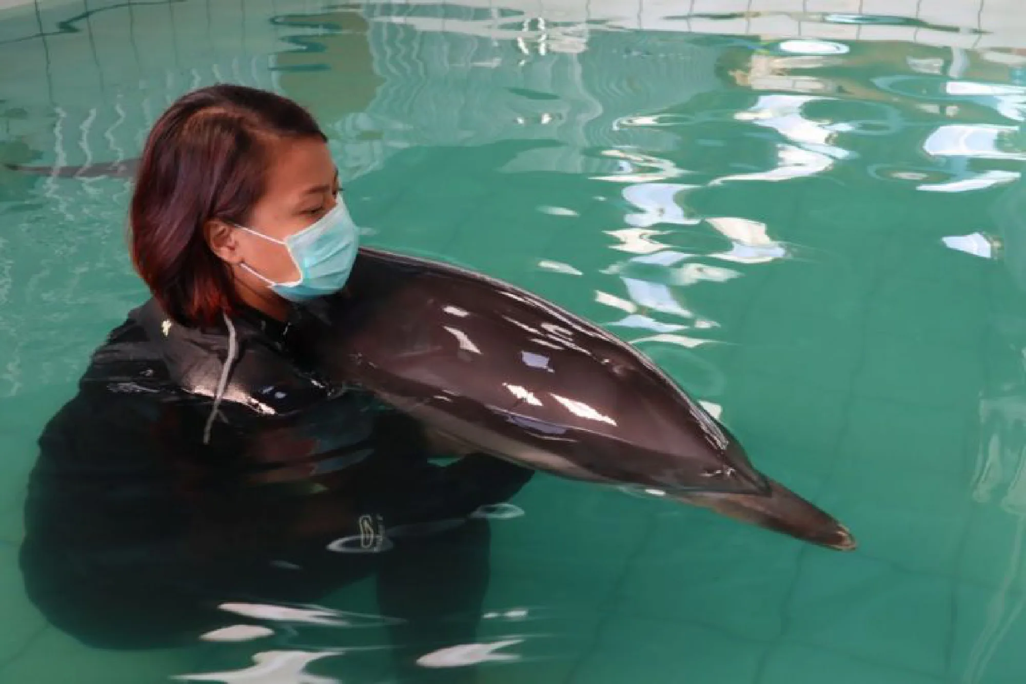Injured dolphin from Nai Yang Beach still in critical condition