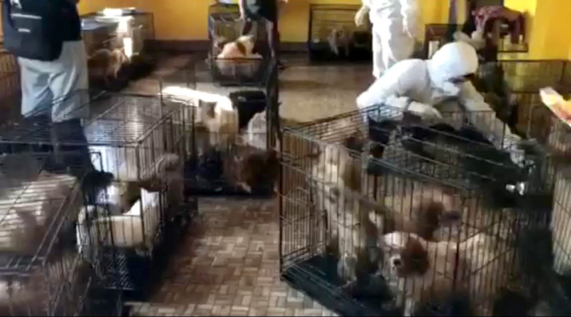 Inquiry launched after rescue of ailing dogs