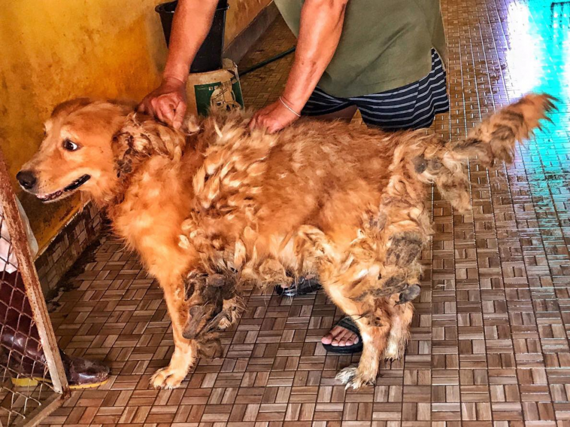 Inquiry launched after rescue of ailing dogs